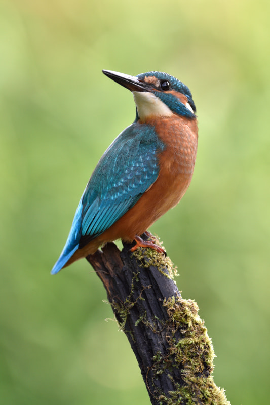 Nikon D7200 + Nikon AF-S Nikkor 300mm F4D ED-IF sample photo. Kingfisher photography