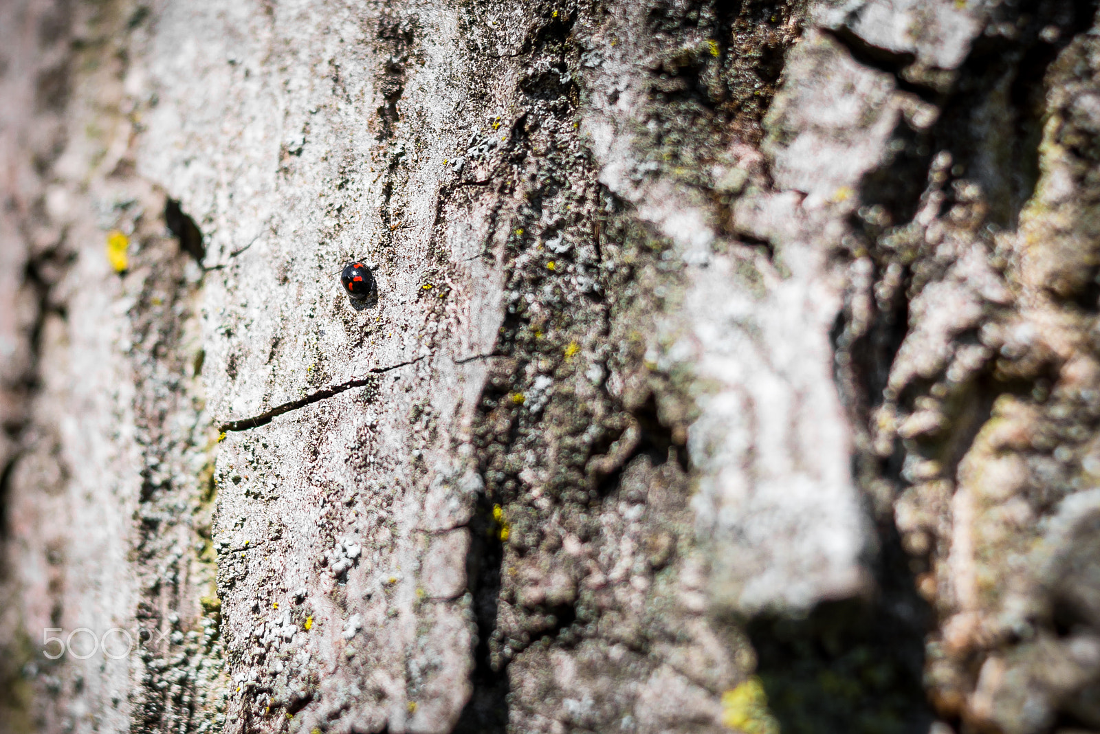 Nikon D600 + Nikon AF Nikkor 35mm F2D sample photo. Tiny red-dotted creature photography