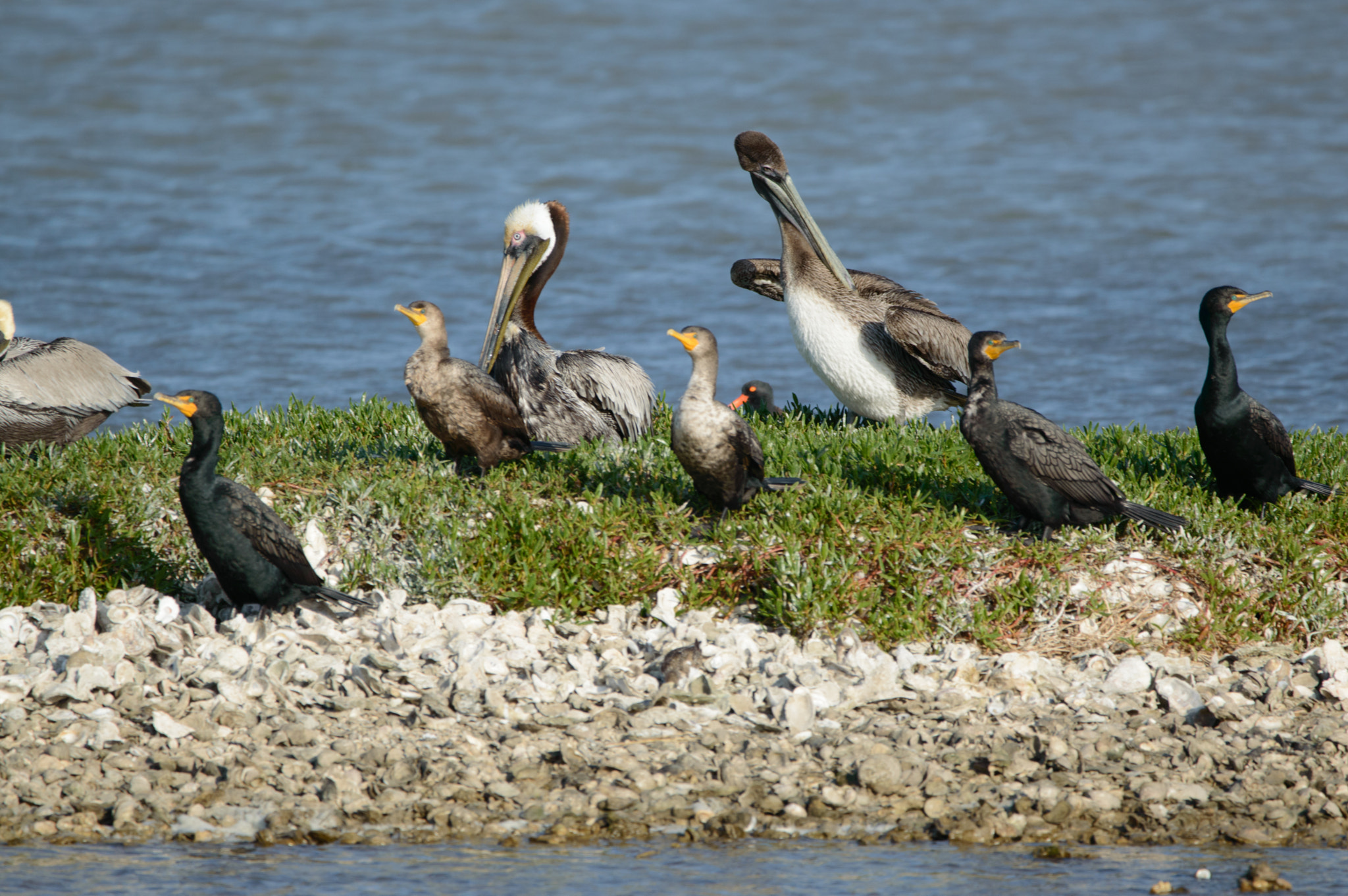 Nikon D3200 + Sigma 150-600mm F5-6.3 DG OS HSM | C sample photo. Pelicans and ducks hanging out photography