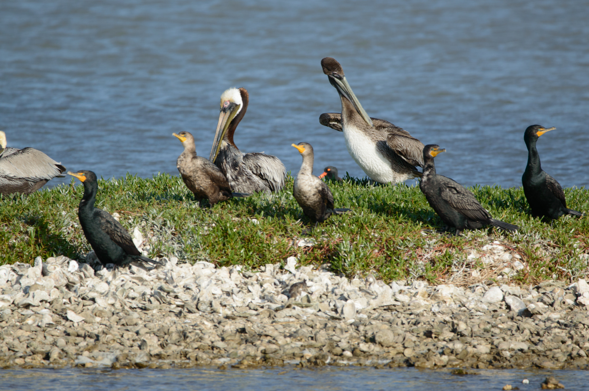 Sigma 150-600mm F5-6.3 DG OS HSM | C sample photo. Pelicans and ducks hanging out photography