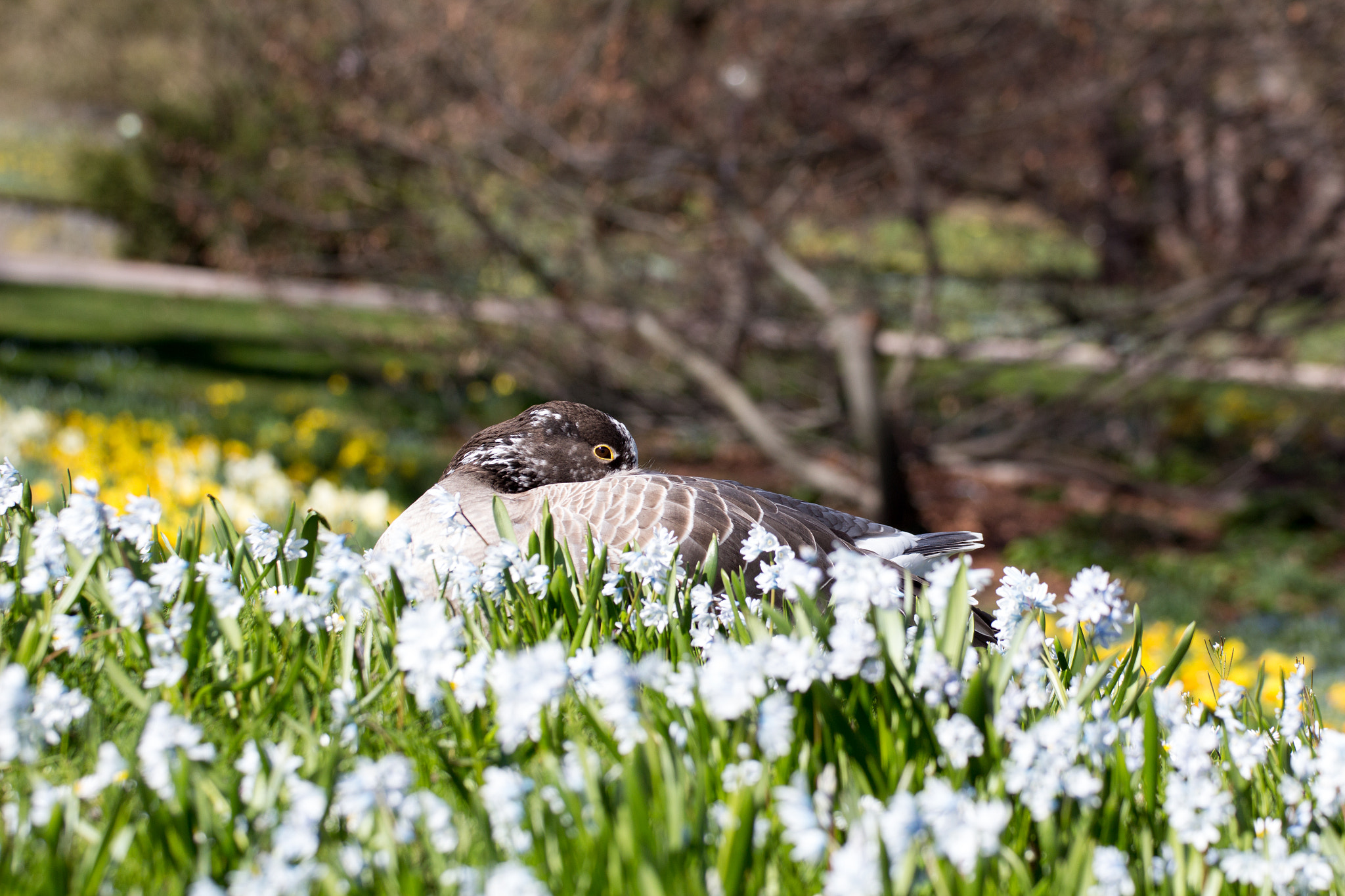 Canon EOS 650D (EOS Rebel T4i / EOS Kiss X6i) sample photo. Sleeping duck photography