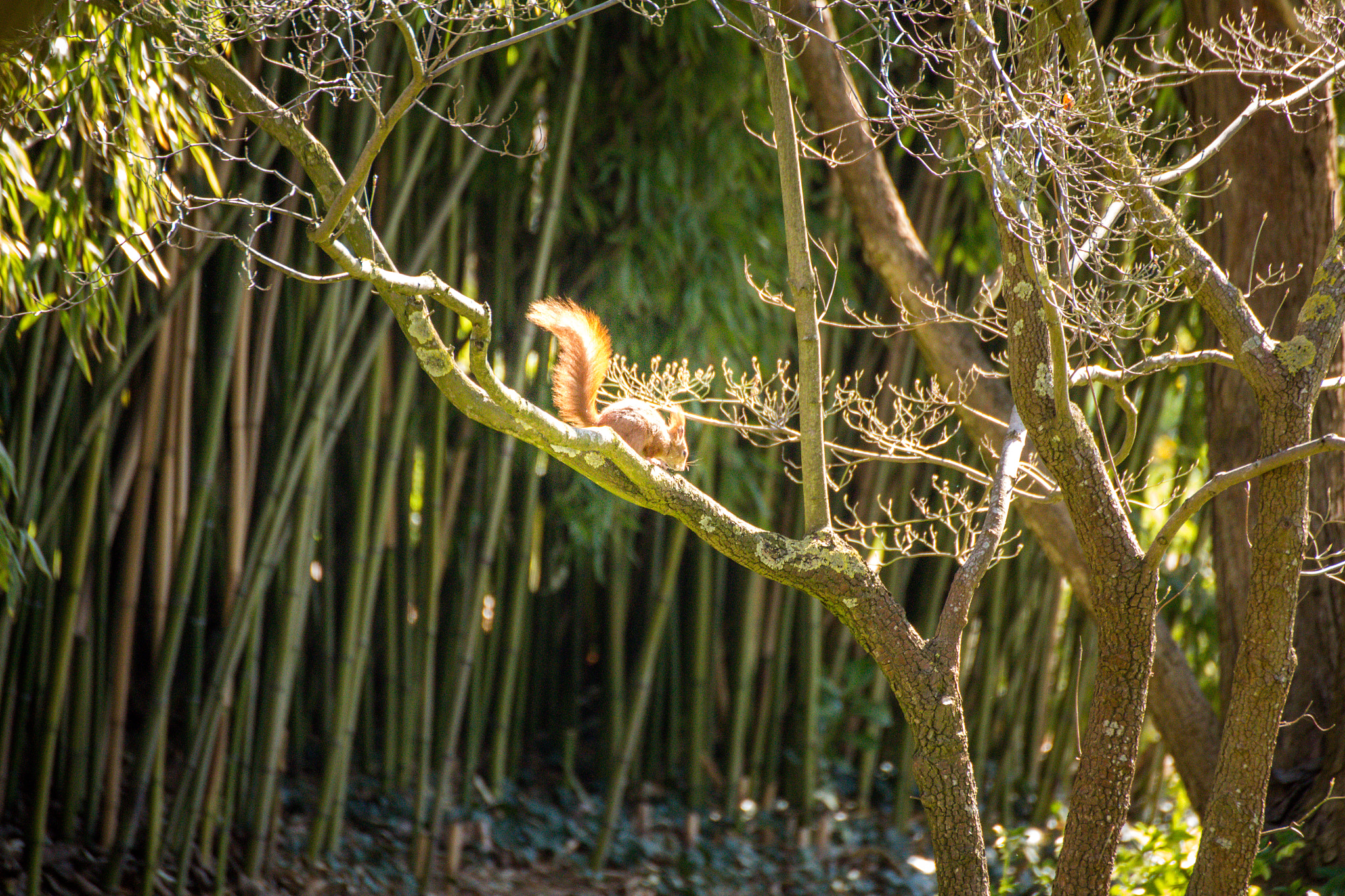 Canon EOS 650D (EOS Rebel T4i / EOS Kiss X6i) sample photo. Squirrel photography