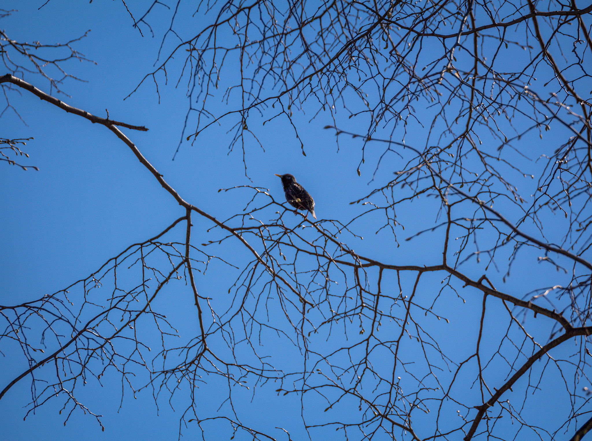 Canon EOS 650D (EOS Rebel T4i / EOS Kiss X6i) sample photo. Bird photography