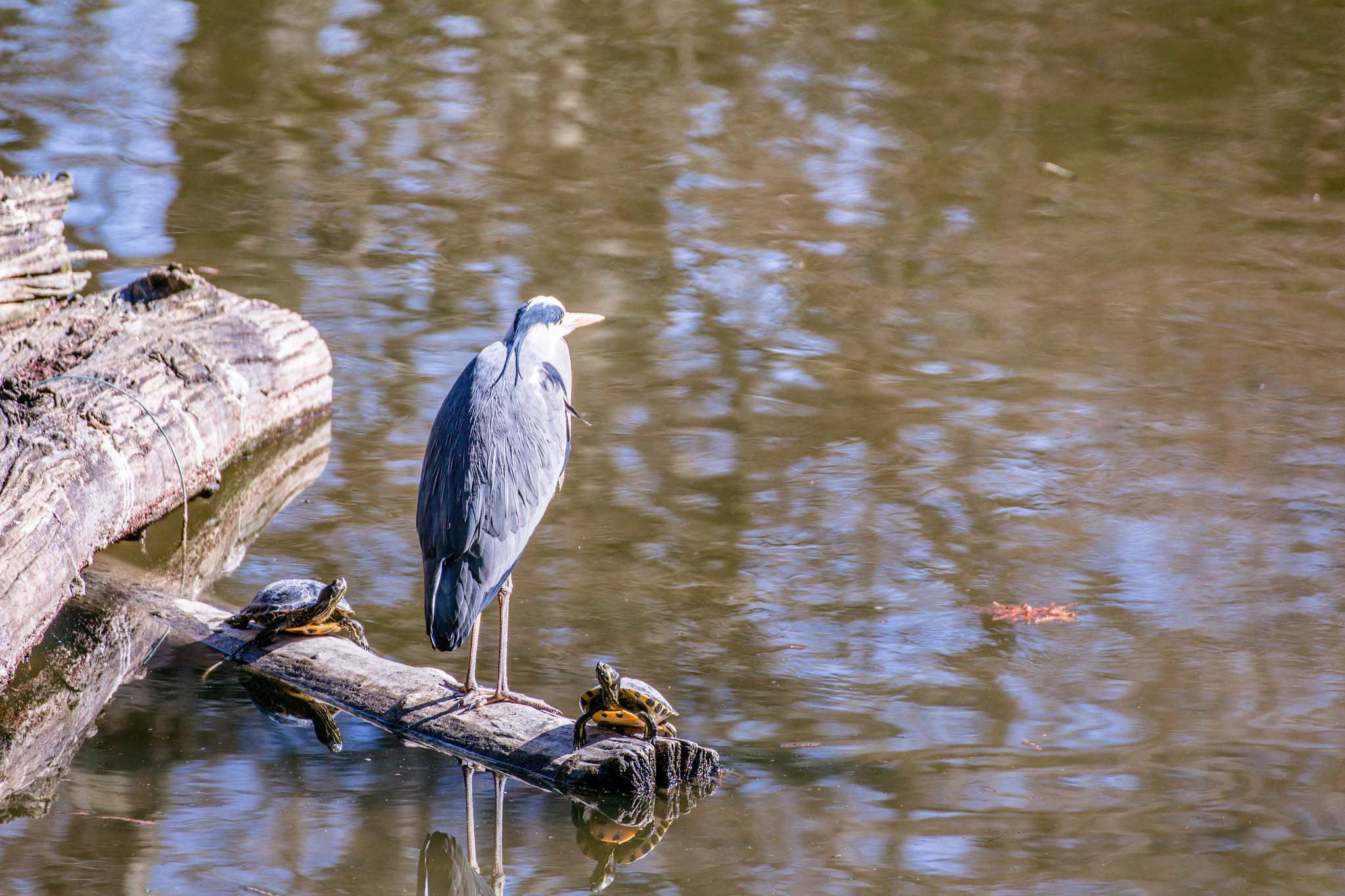 Canon EOS 650D (EOS Rebel T4i / EOS Kiss X6i) sample photo. Wildlife in frankfurt palmengarden photography