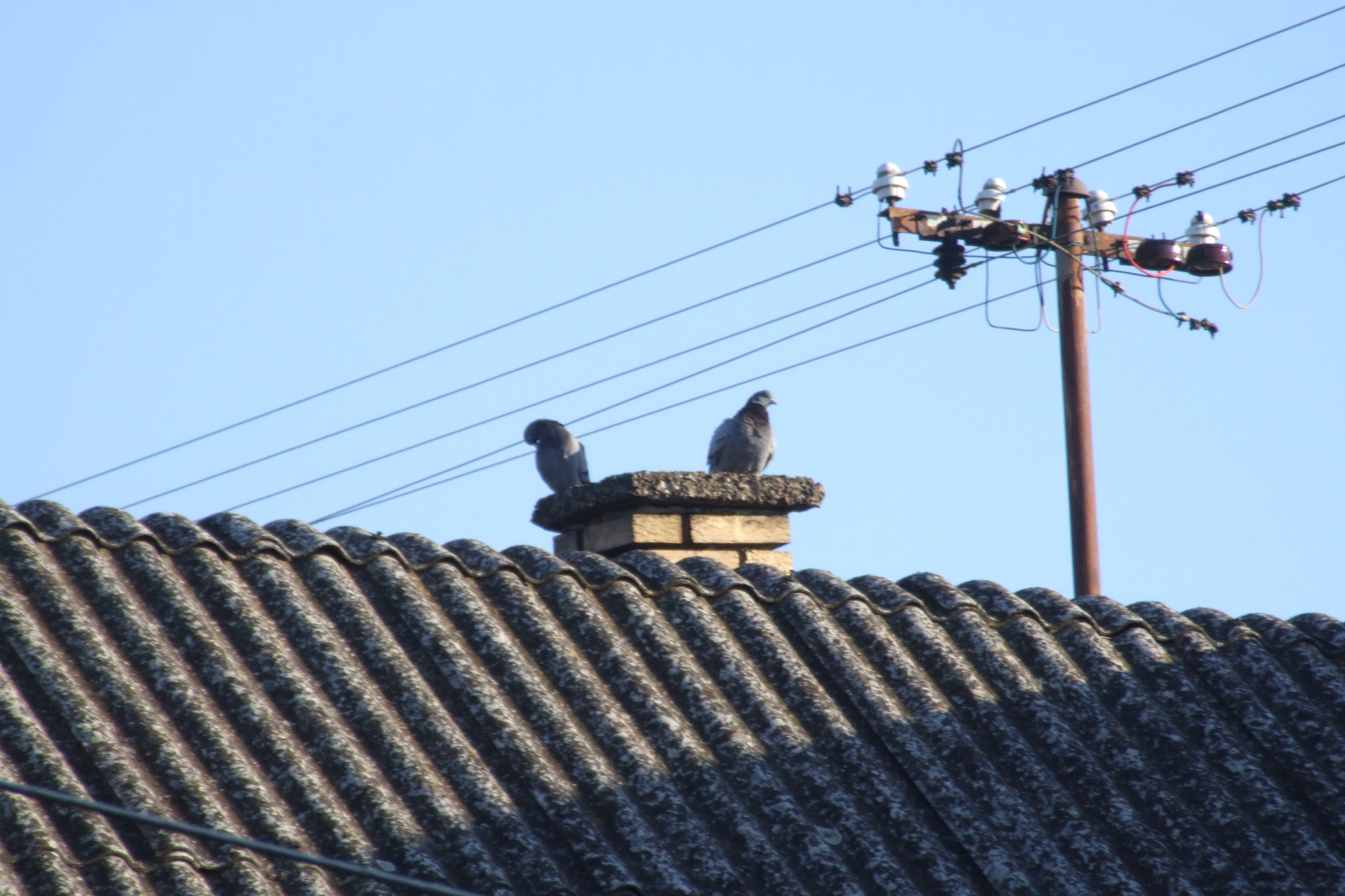 Fujifilm FinePix S9500 sample photo. Pidgeons in love! photography