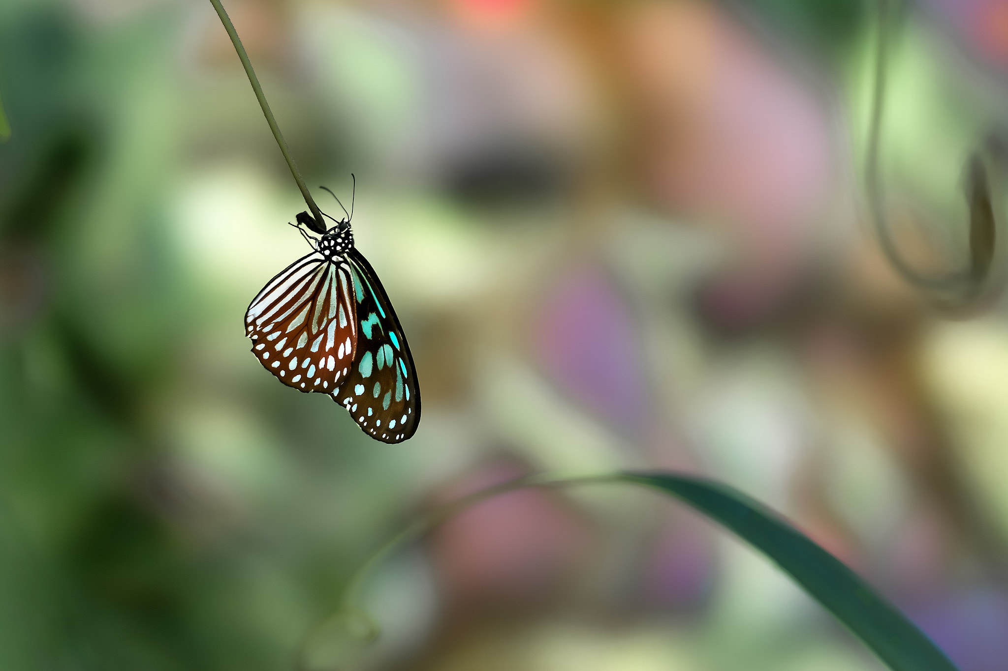 135mm F2.8[T4.5] STF sample photo. Butterfly photography