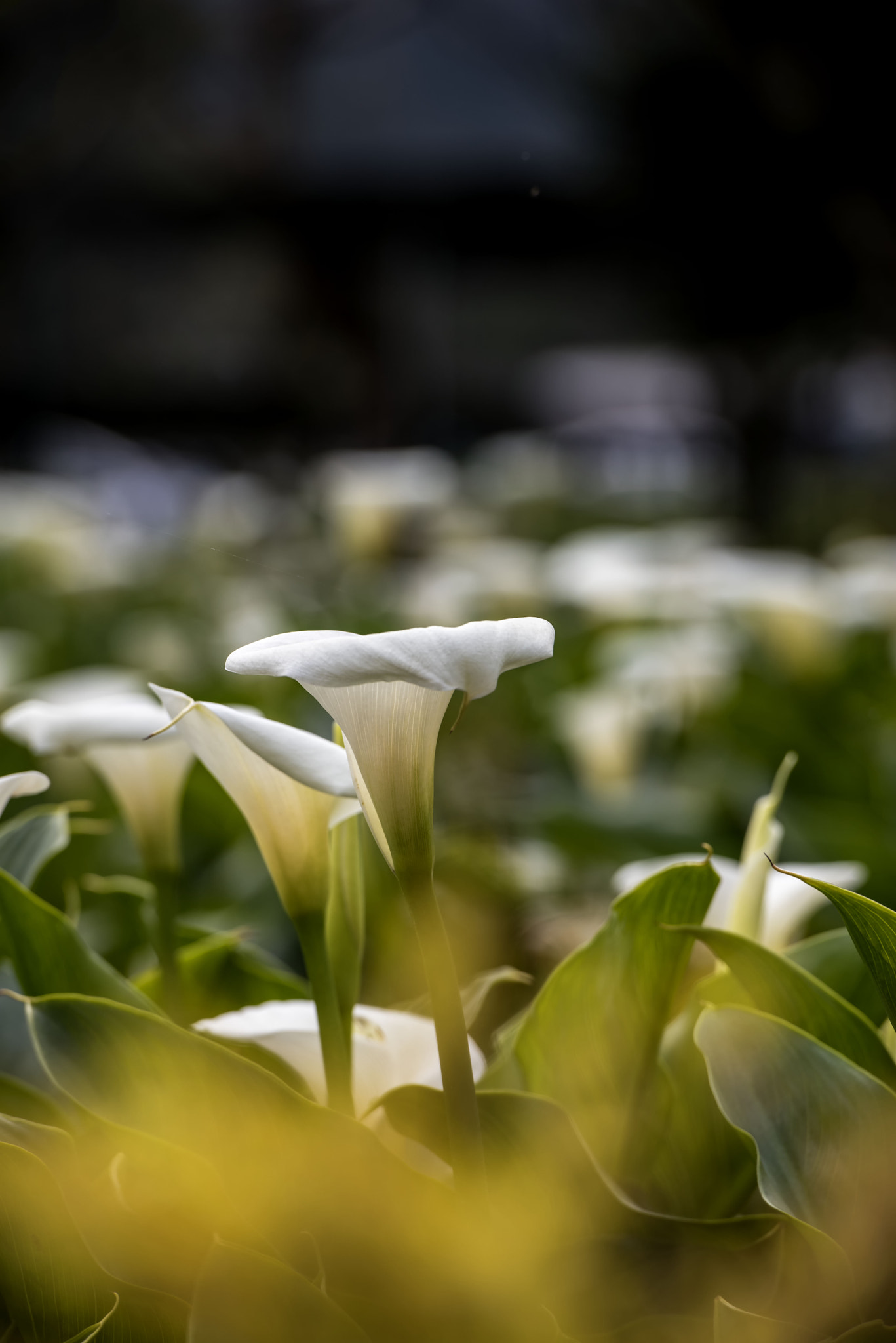 Nikon AF-S Nikkor 70-200mm F2.8G ED VR II sample photo. Calla lilly photography