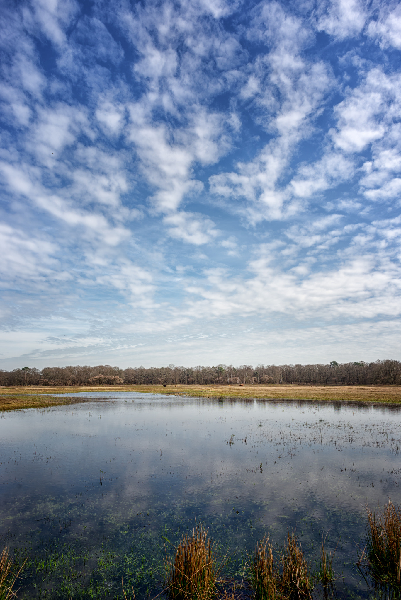 Nikon D610 + Nikon AF Nikkor 24mm F2.8D sample photo. Laarder wasmeer, hilversum photography