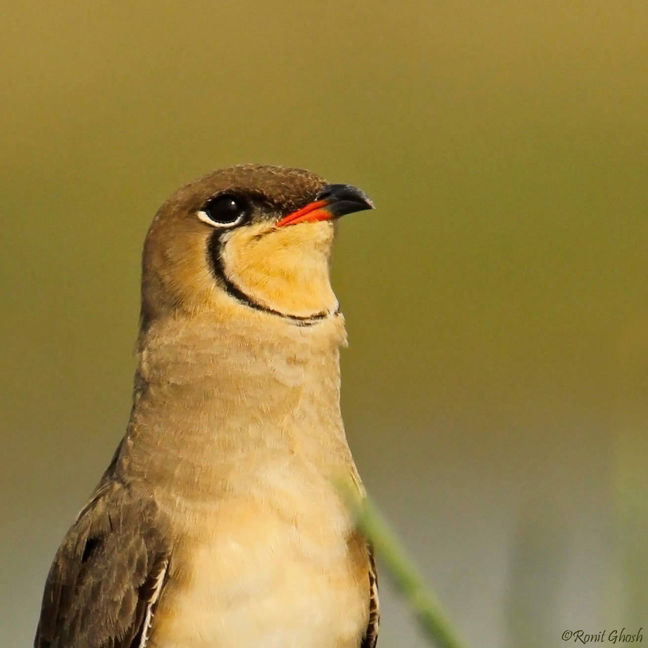 Tamron SP 150-600mm F5-6.3 Di VC USD sample photo. The lipstick bird- oriental pratincole. photography
