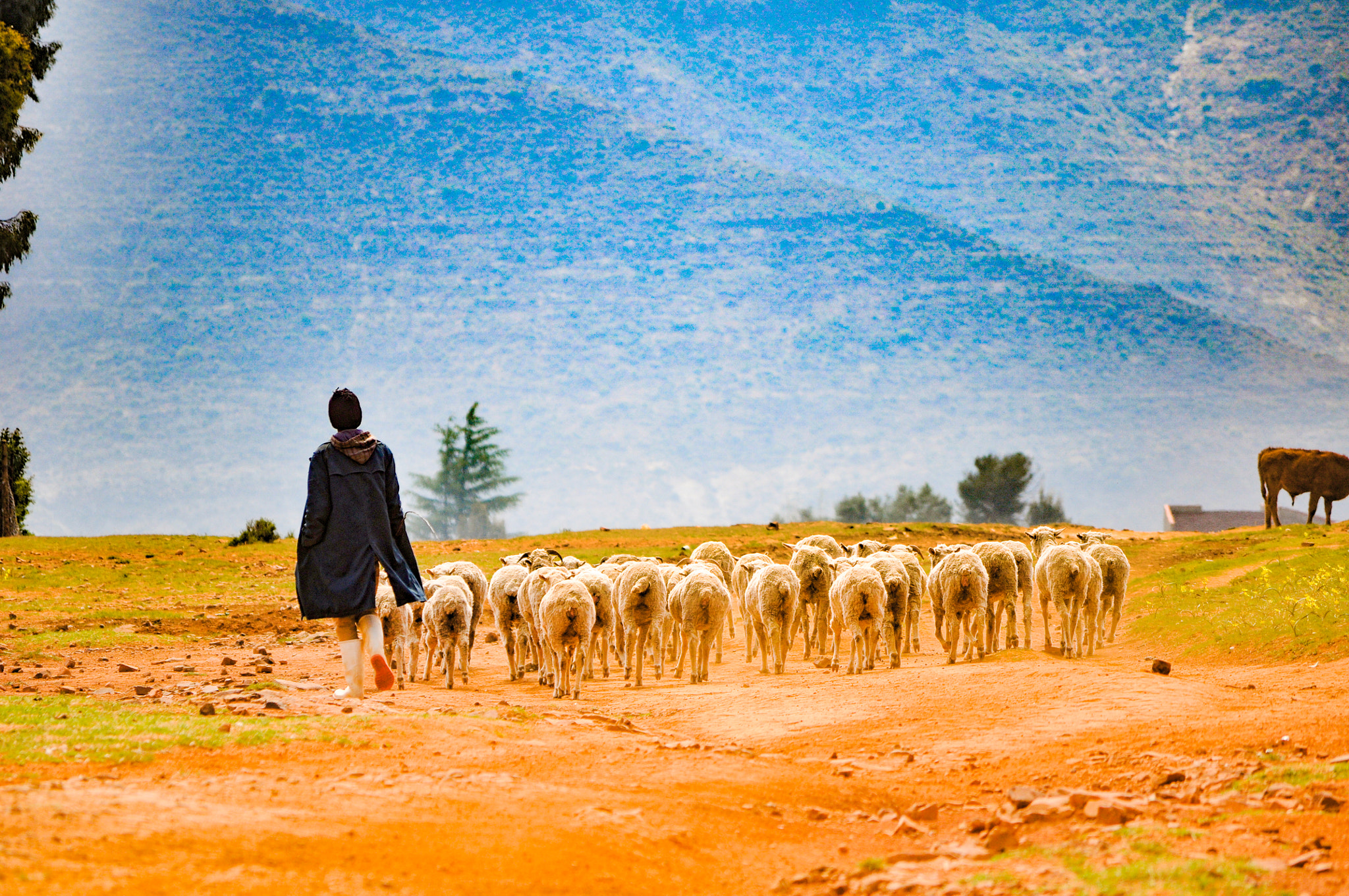 Nikon D90 sample photo. Basotho shepherd photography