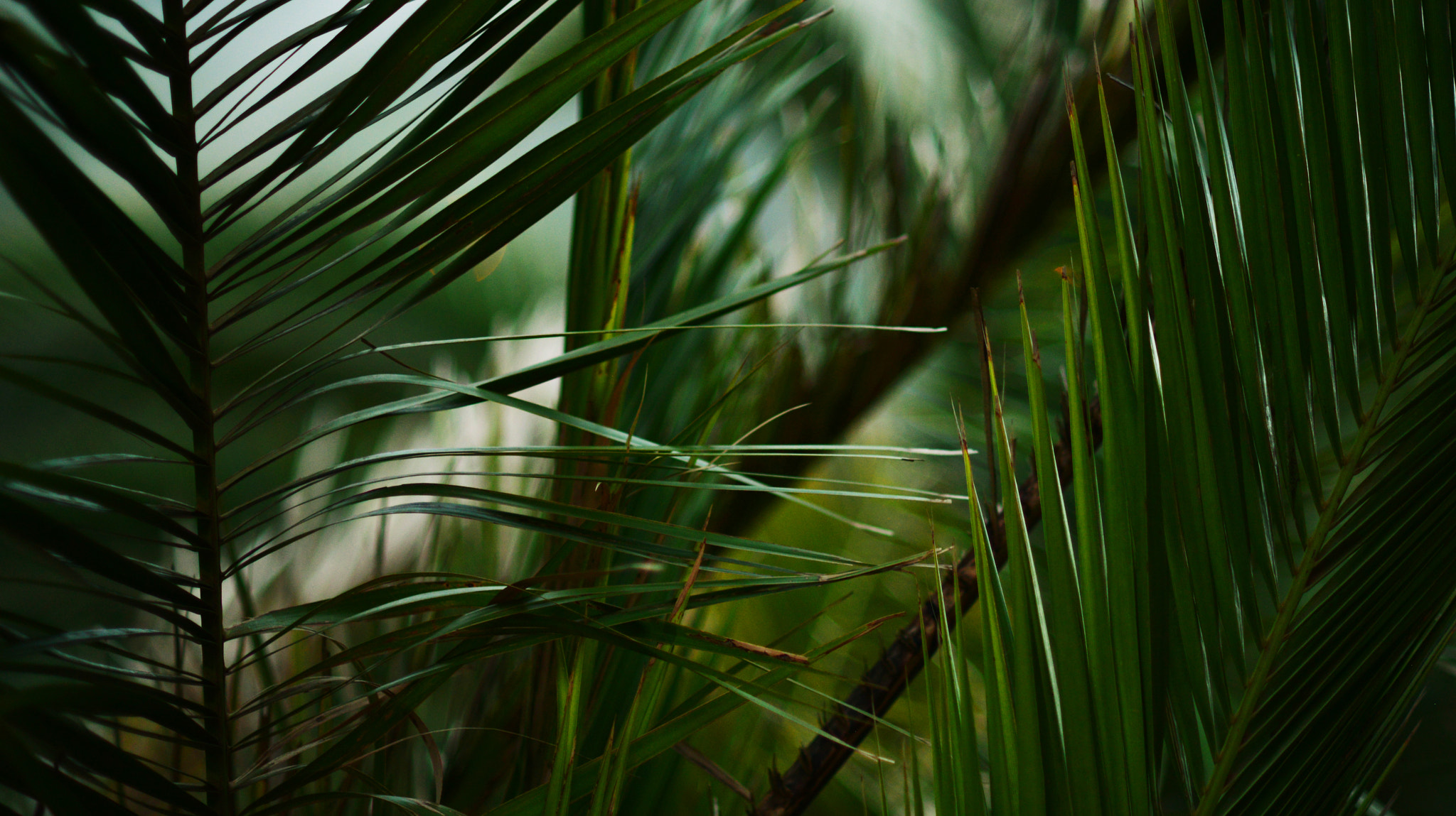 AF Zoom-Nikkor 35-105mm f/3.5-4.5 sample photo. Jungle tales photography