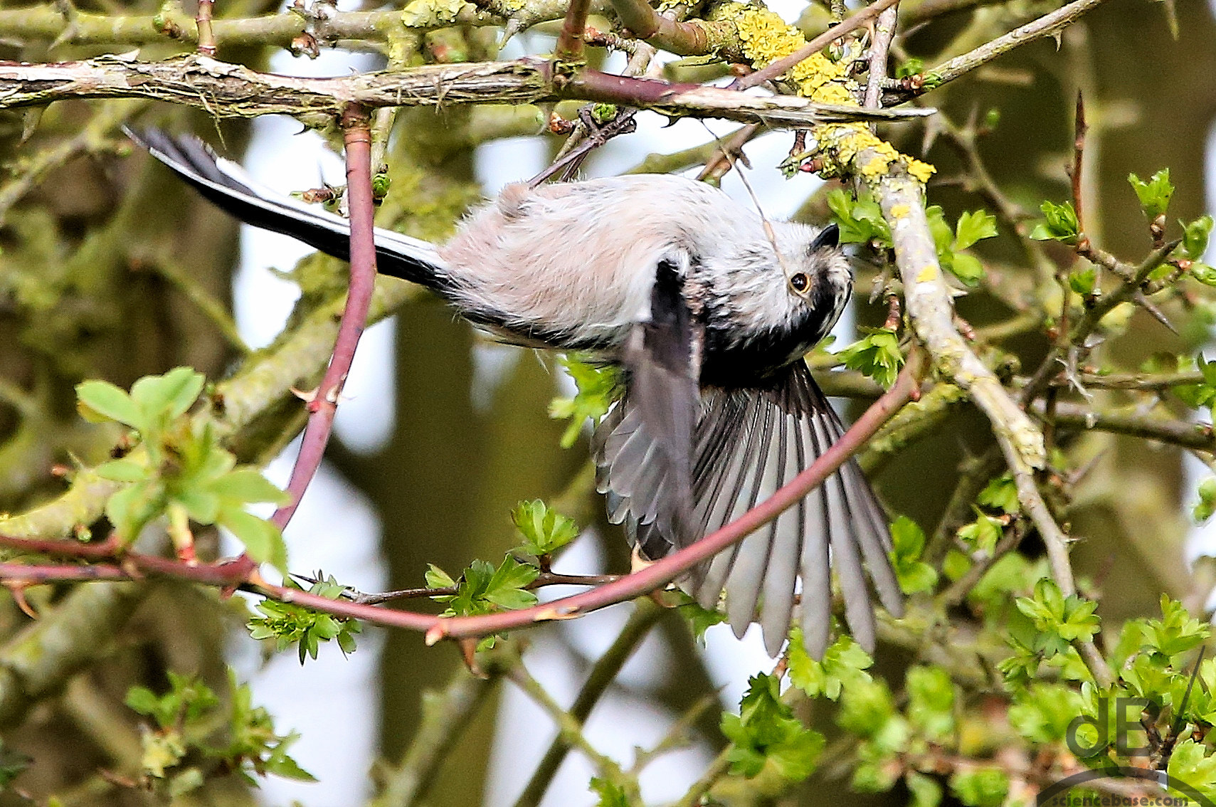 Canon EOS 6D + 150-600mm F5-6.3 DG OS HSM | Contemporary 015 sample photo. Just hanging around, long-tailed tit photography