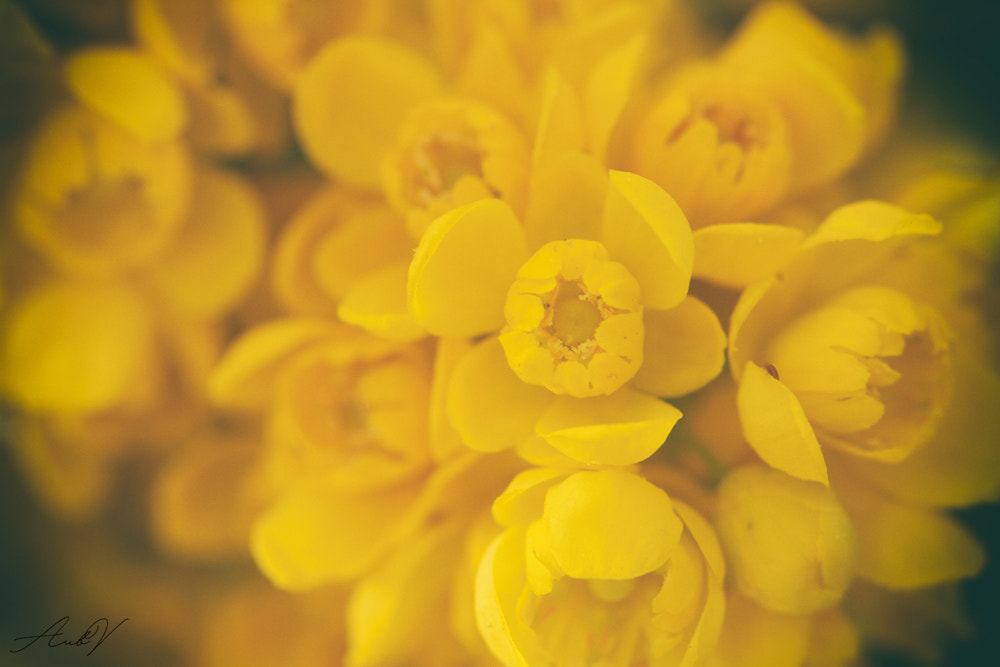 Canon EF 100mm F2.8L Macro IS USM sample photo. Sunshine photography