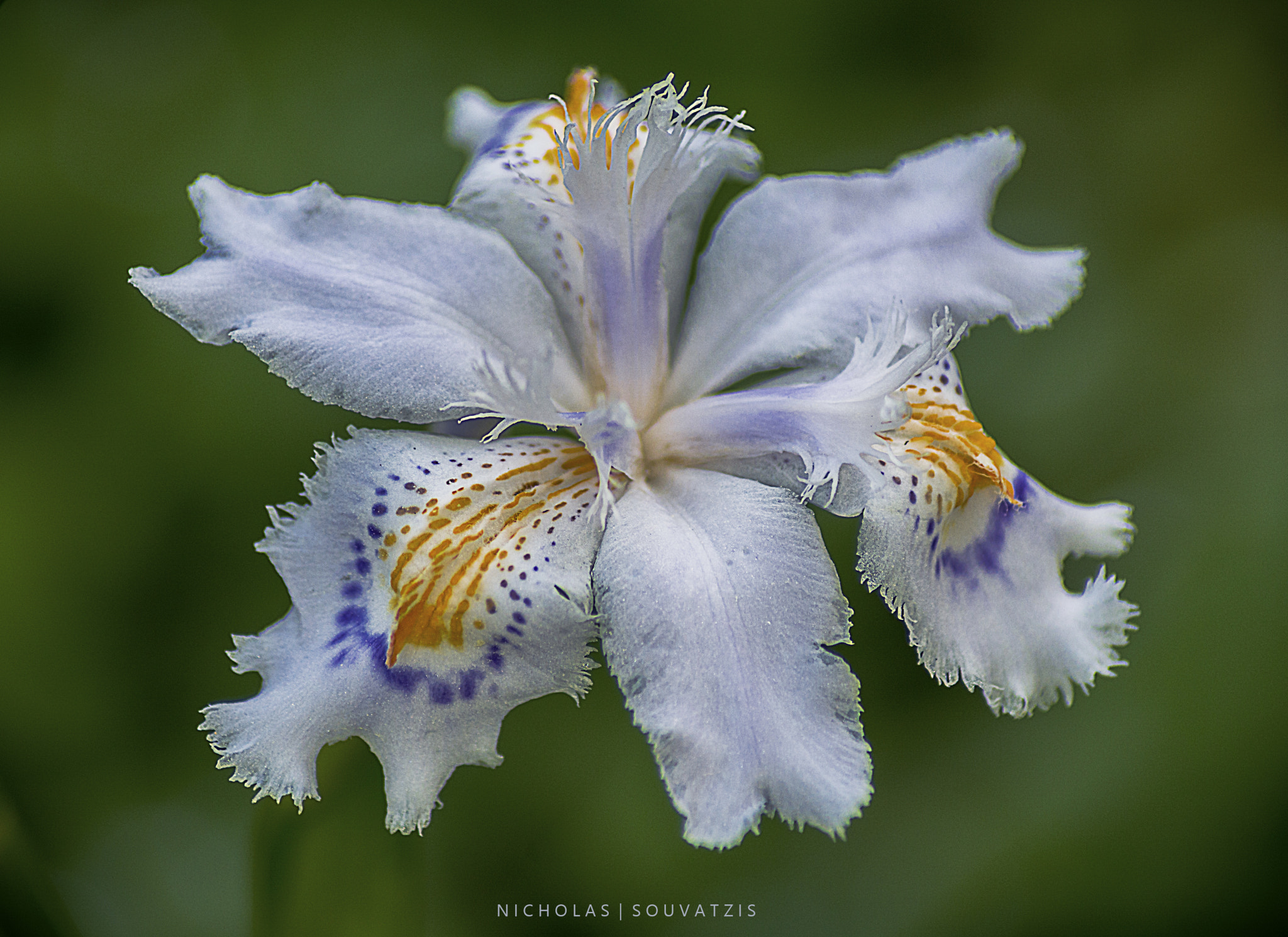 Nikon D7100 sample photo. Reynutrius japonica photography