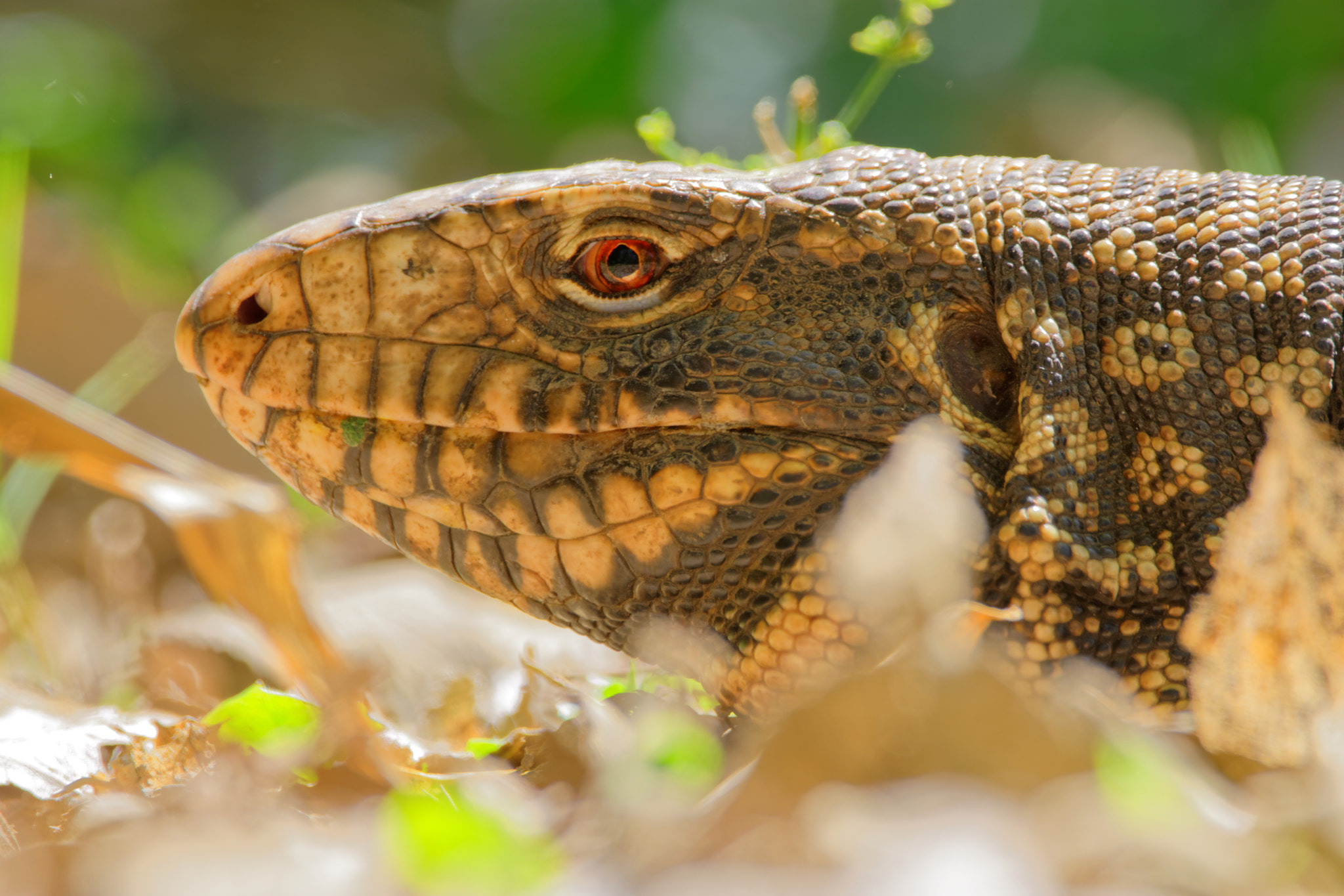 Nikon D7200 + Sigma 150-600mm F5-6.3 DG OS HSM | C sample photo. Argentine white-and-black tegu lizard photography