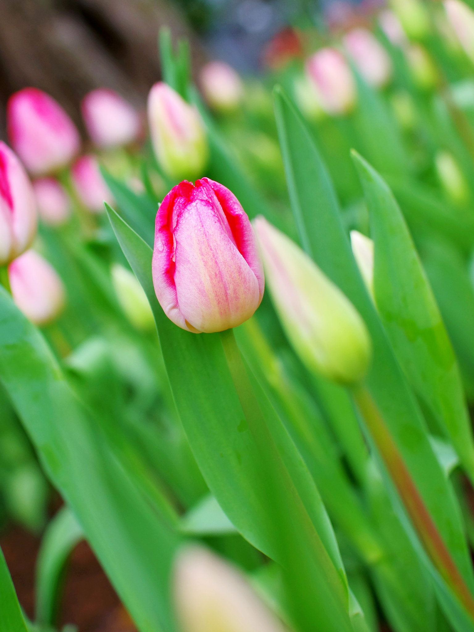 Pentax K-5 IIs + Sigma sample photo. Tulips photography