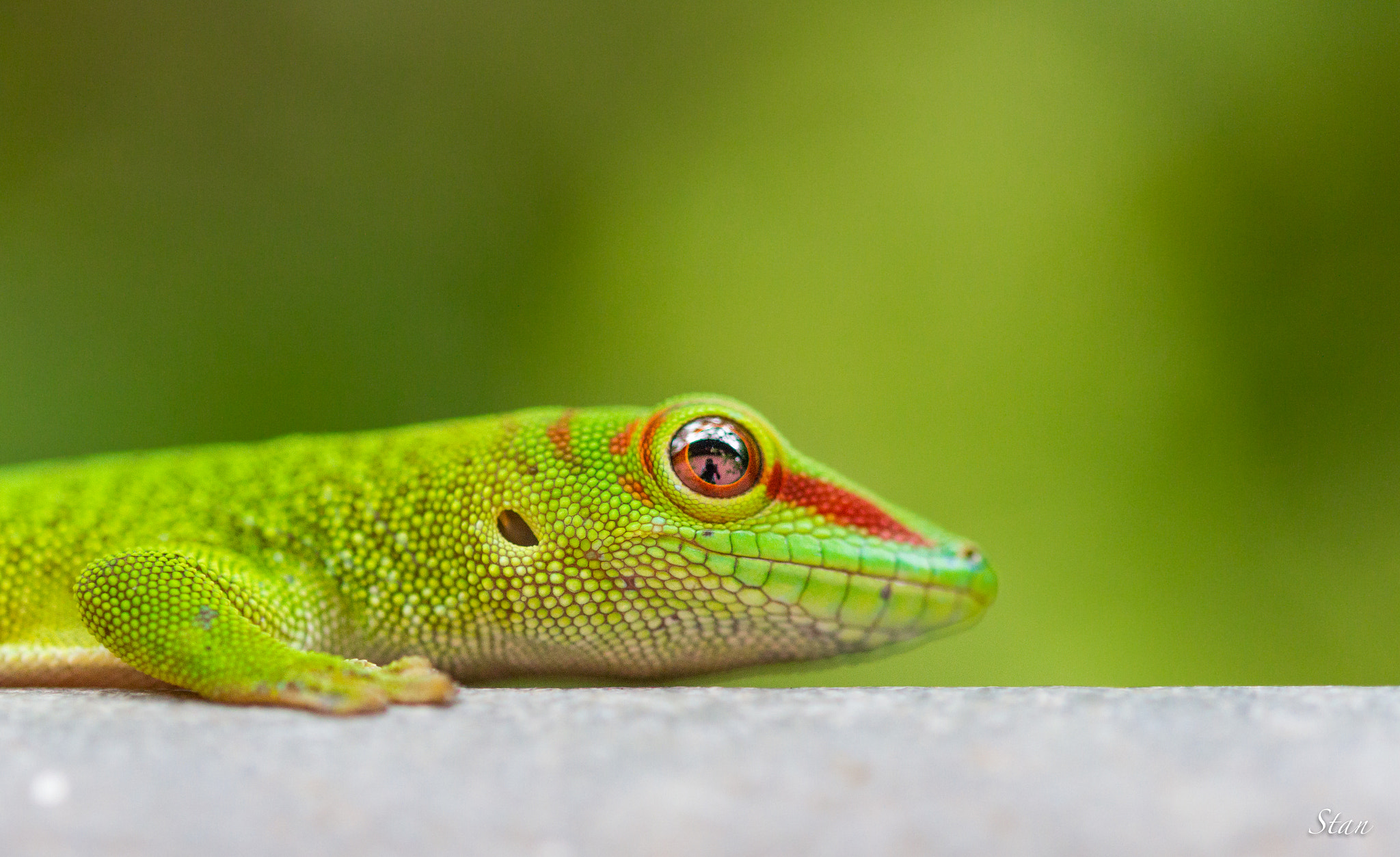 Sigma 105mm F2.8 EX DG OS HSM sample photo. Couleur dominante photography