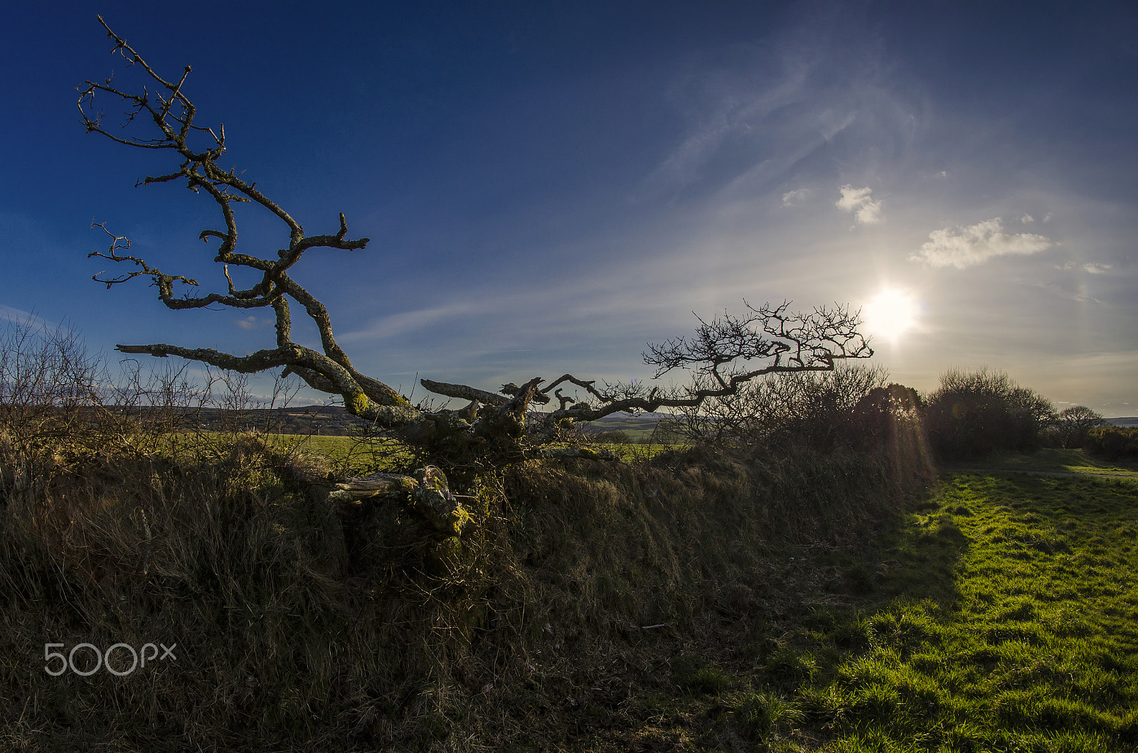 Samyang 8mm F3.5 Aspherical IF MC Fisheye sample photo. Lone tree and sunring at bodmin beacon, cornwall, photography