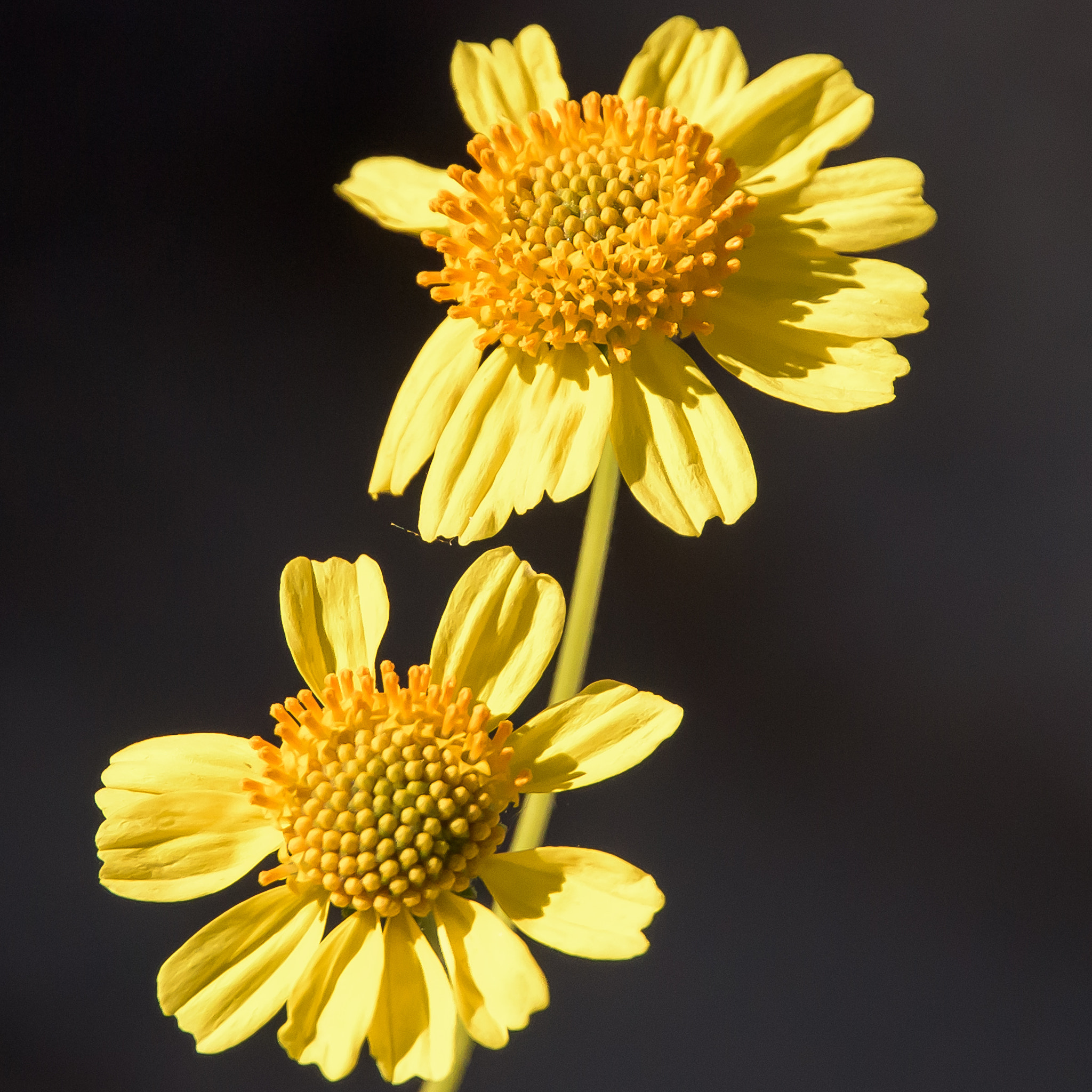 Nikon D810 sample photo. Desert sunflowers photography