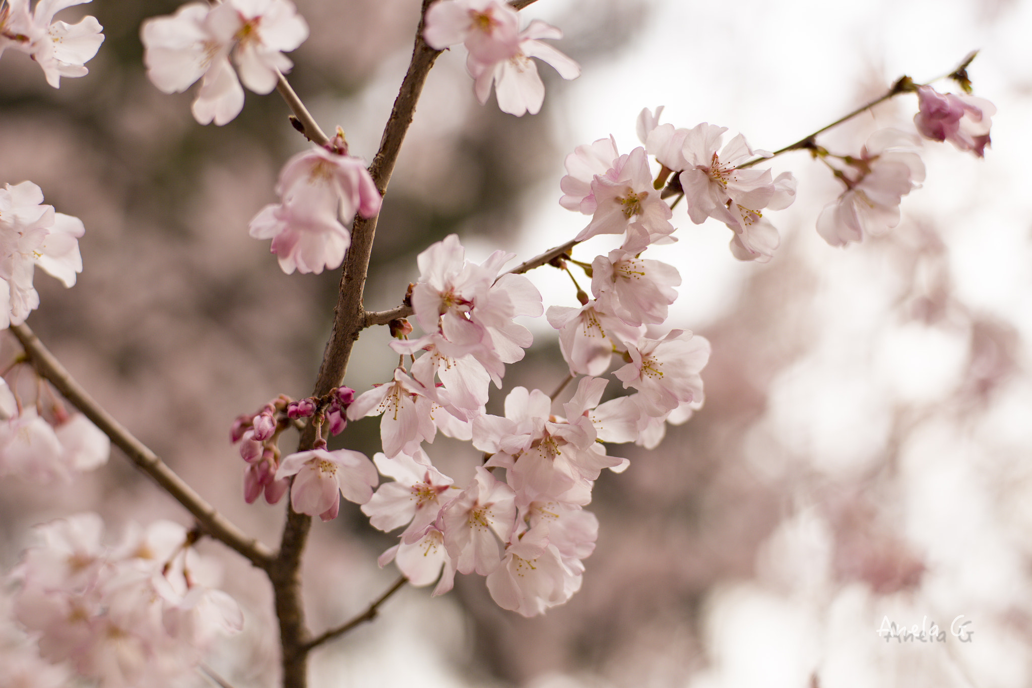 Canon EF 35-80mm f/4-5.6 sample photo. 桜 photography