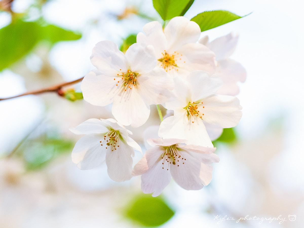 Olympus E-30 + Sigma 150mm F2.8 EX DG Macro HSM sample photo. Sakura photography