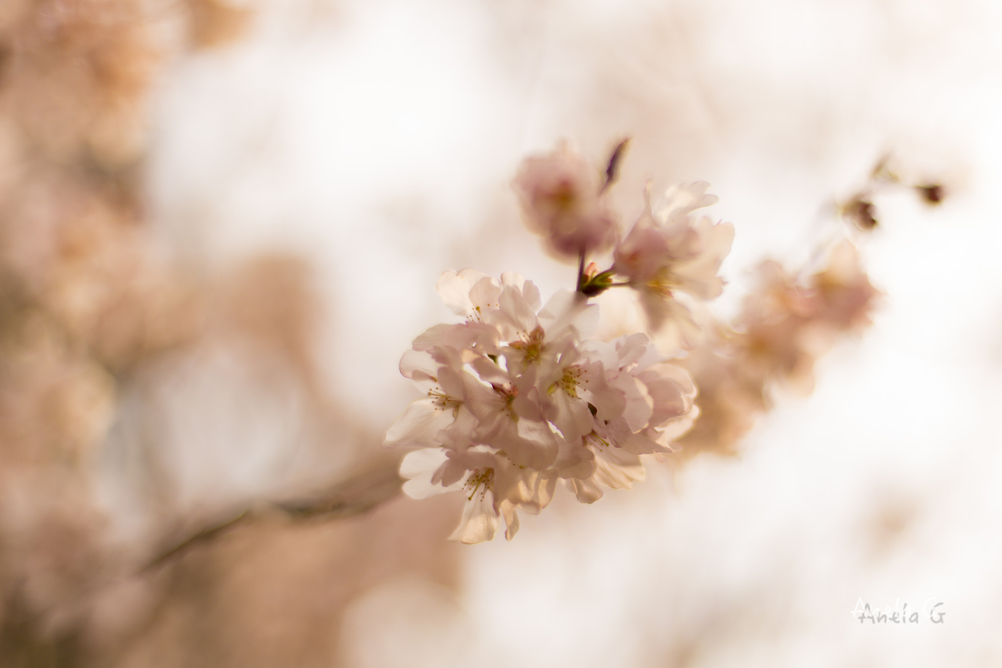 Canon EF 35-80mm f/4-5.6 sample photo. 桜 photography