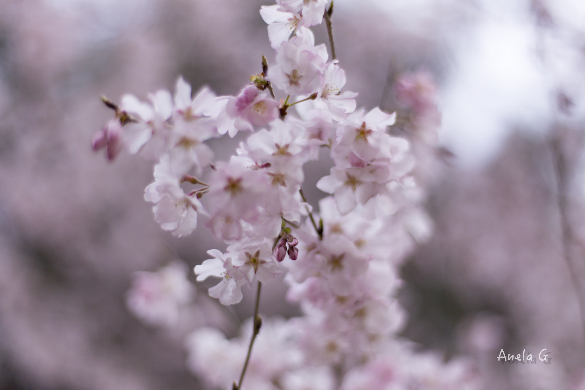 Canon EF 35-80mm f/4-5.6 sample photo. 桜 photography