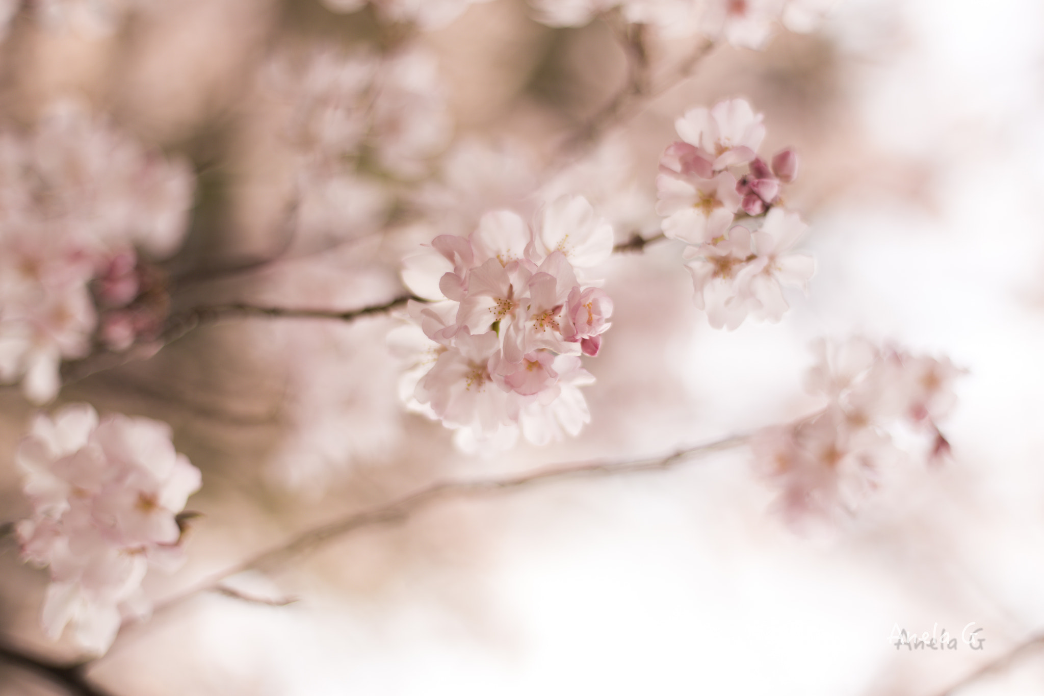 Canon EOS 6D + Canon EF 35-80mm f/4-5.6 sample photo. 桜 photography