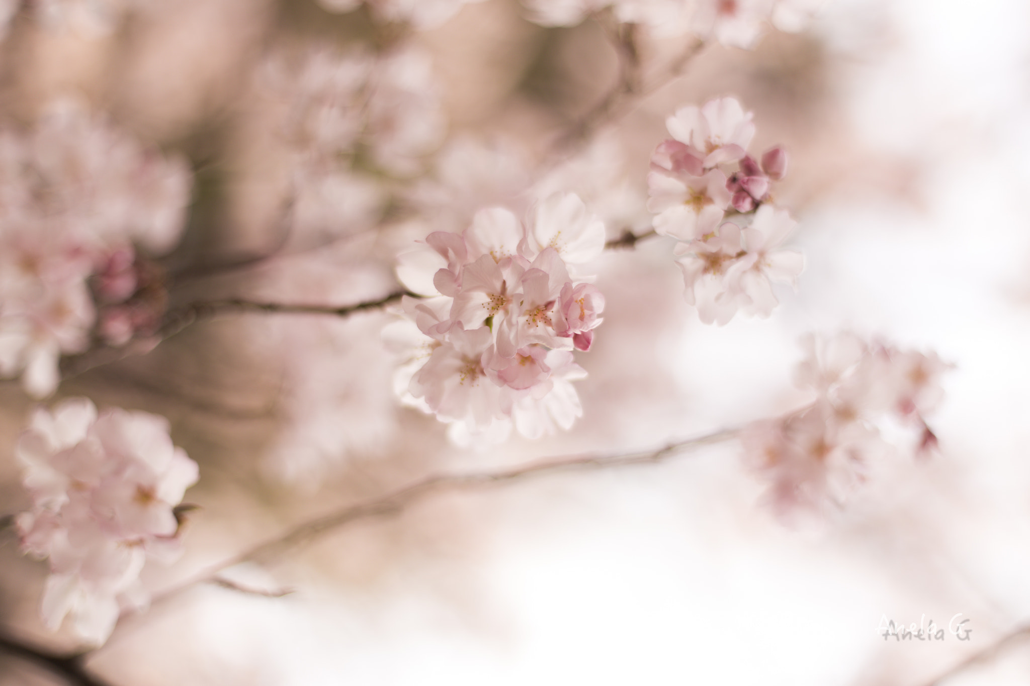 Canon EF 35-80mm f/4-5.6 sample photo. 桜 photography