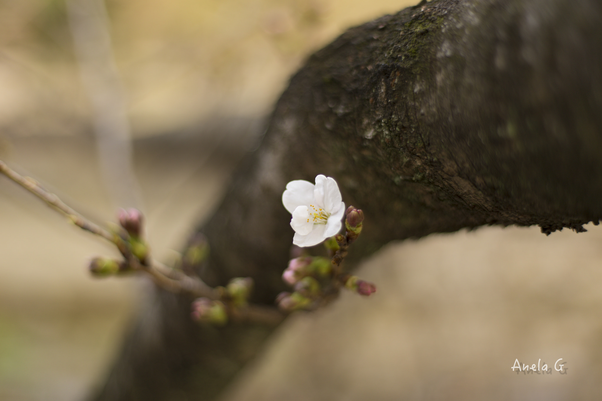 Canon EOS 6D + Canon EF 35-80mm f/4-5.6 sample photo. 桜 photography