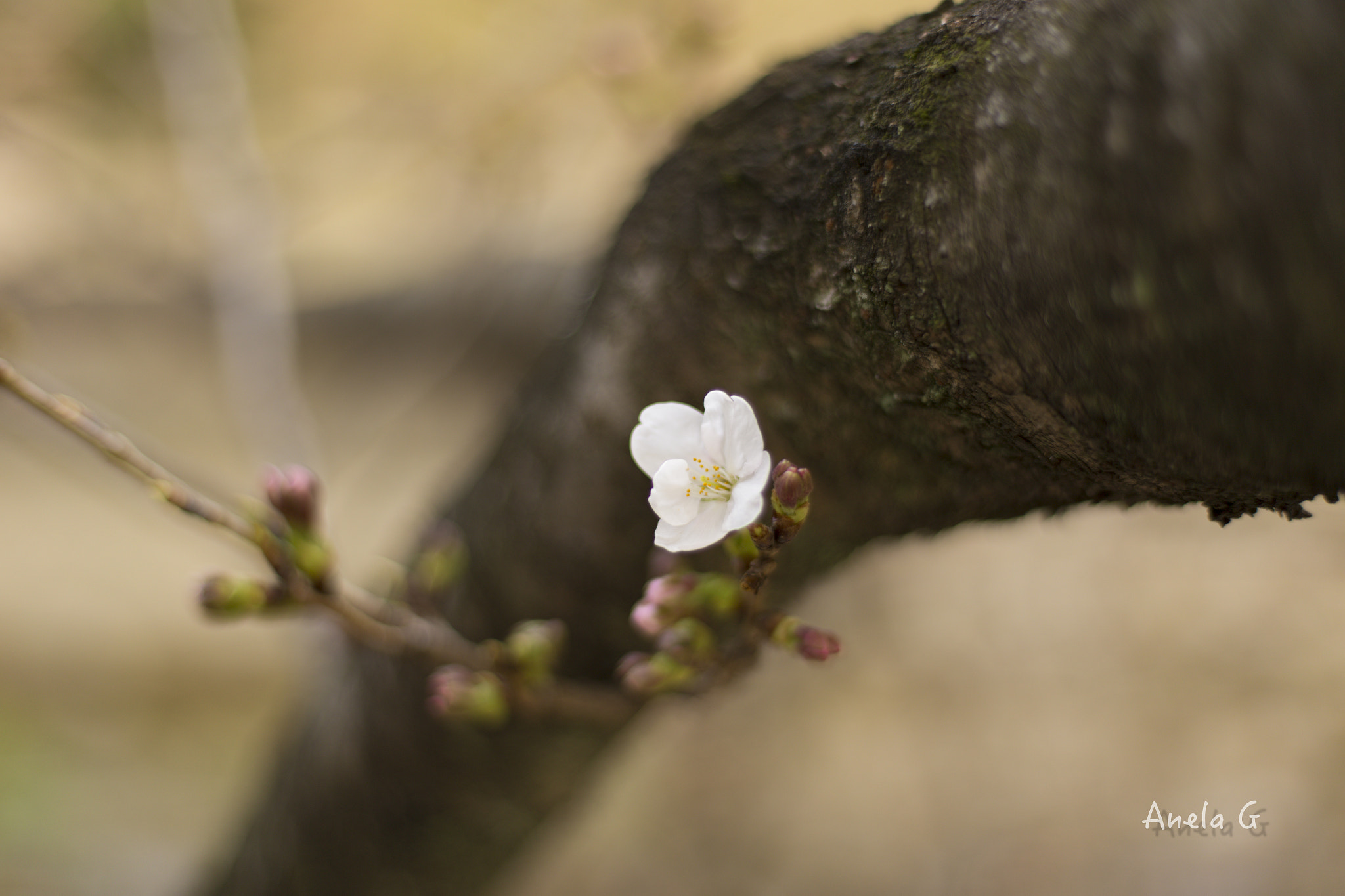 Canon EF 35-80mm f/4-5.6 sample photo. 桜 photography
