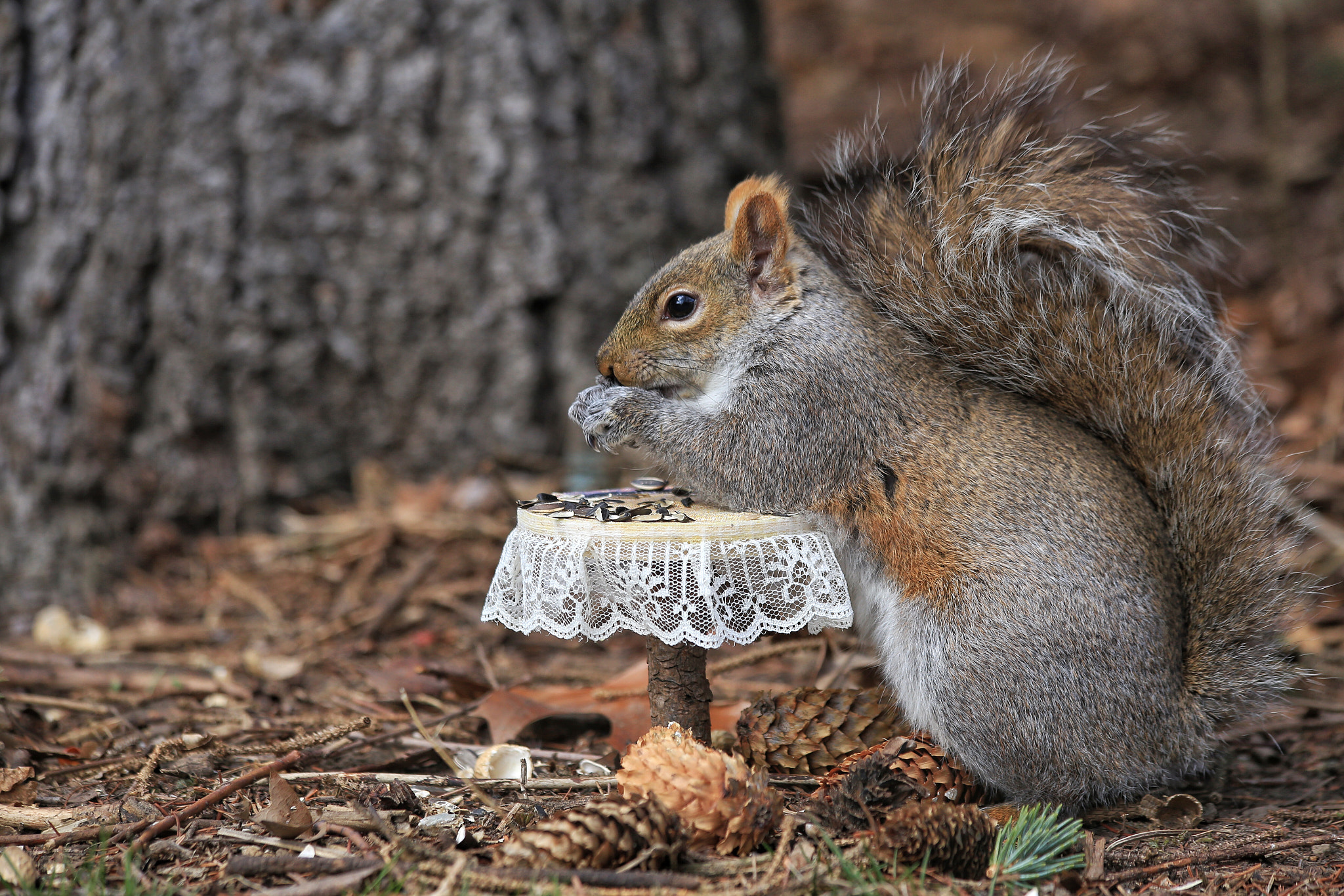 Canon EF 70-300mm F4-5.6 IS USM sample photo