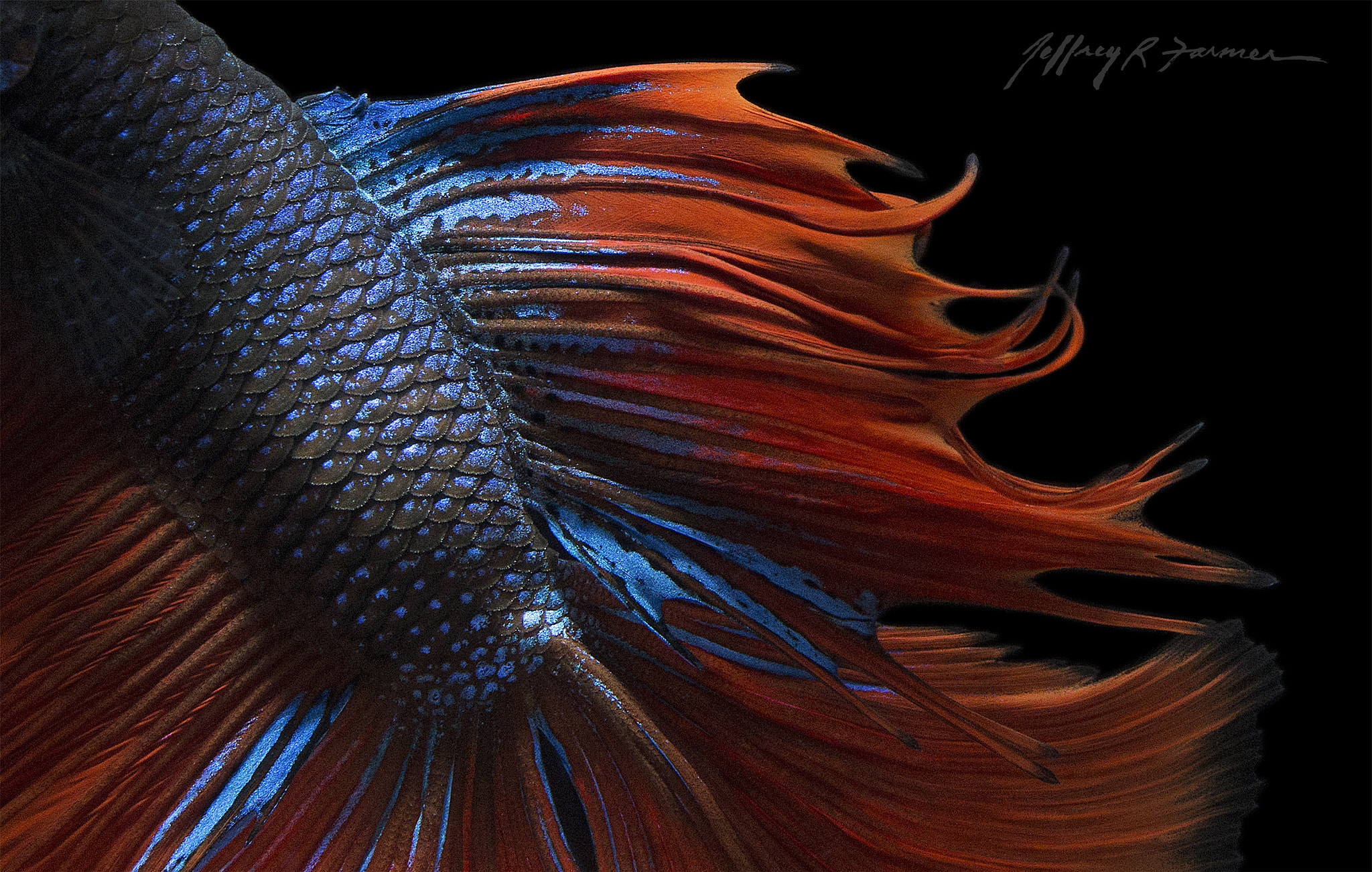 Canon EF 100mm F2.8L Macro IS USM sample photo. "shogun" photography