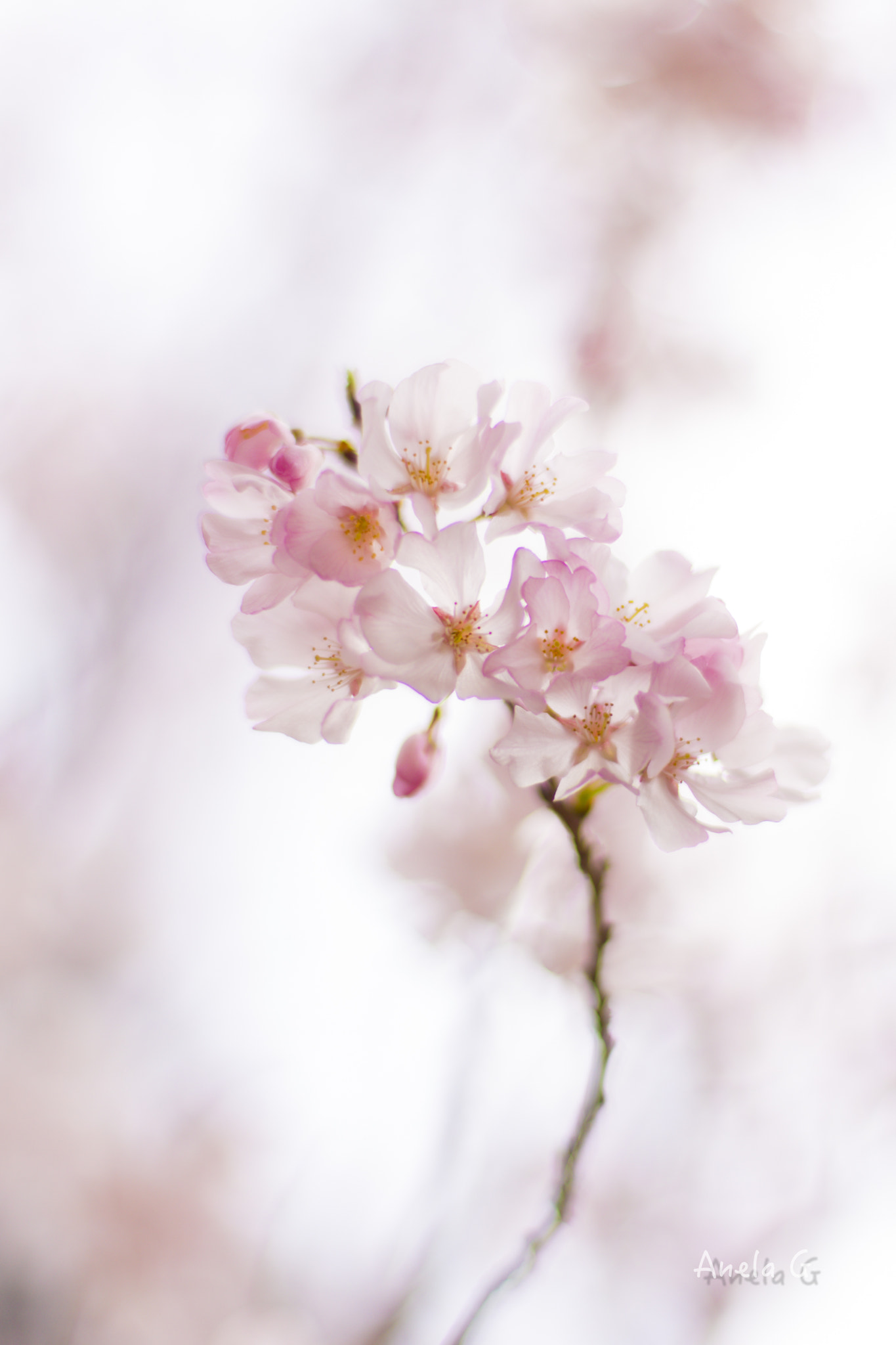Canon EF 35-80mm f/4-5.6 sample photo. Sakura photography