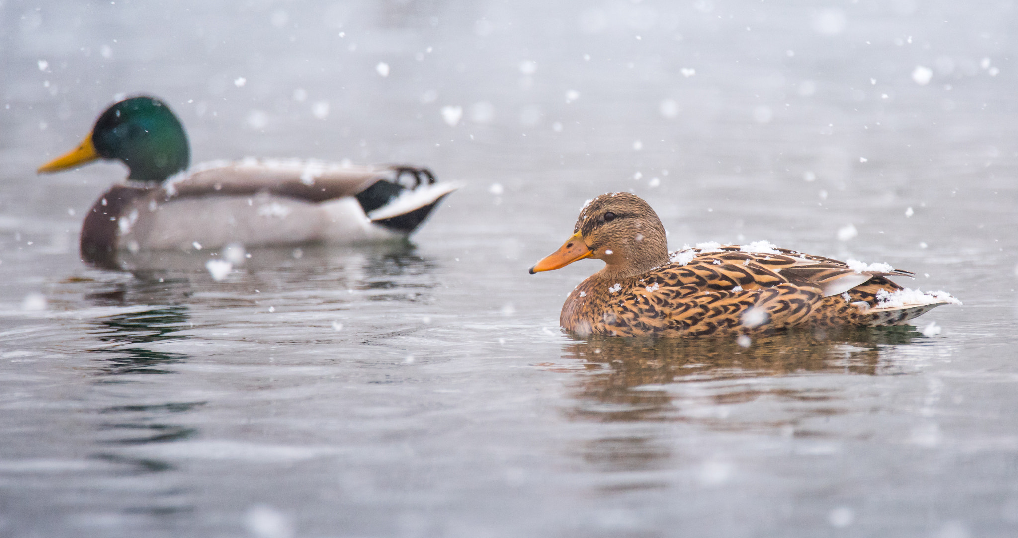 Nikon D750 + Tamron SP 150-600mm F5-6.3 Di VC USD sample photo. Mallards in snow photography