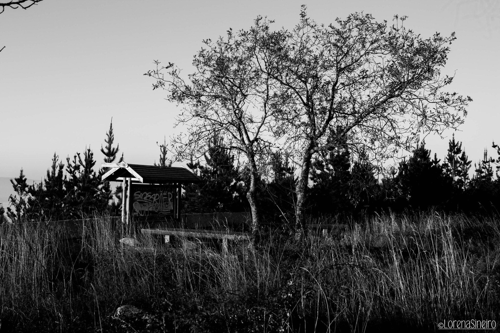 Canon EOS 1000D (EOS Digital Rebel XS / EOS Kiss F) sample photo. Forgotten park photography