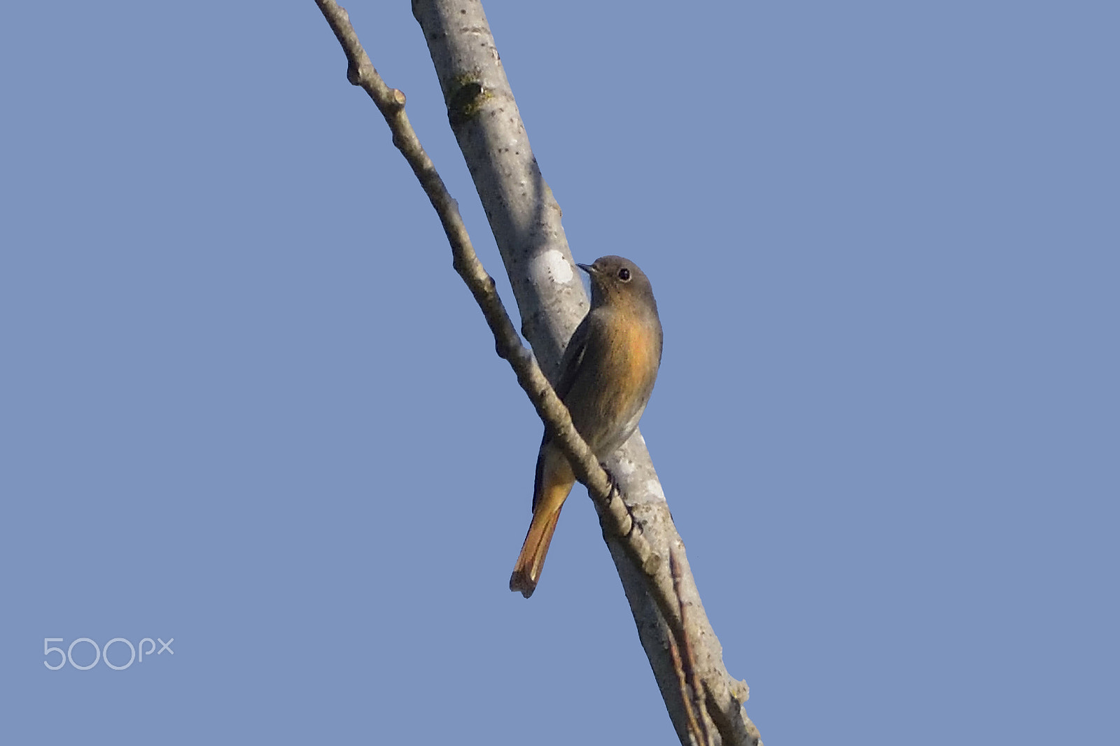Sigma 150-600mm F5-6.3 DG OS HSM | C sample photo. Black redstart/codirosso spazzacamino photography