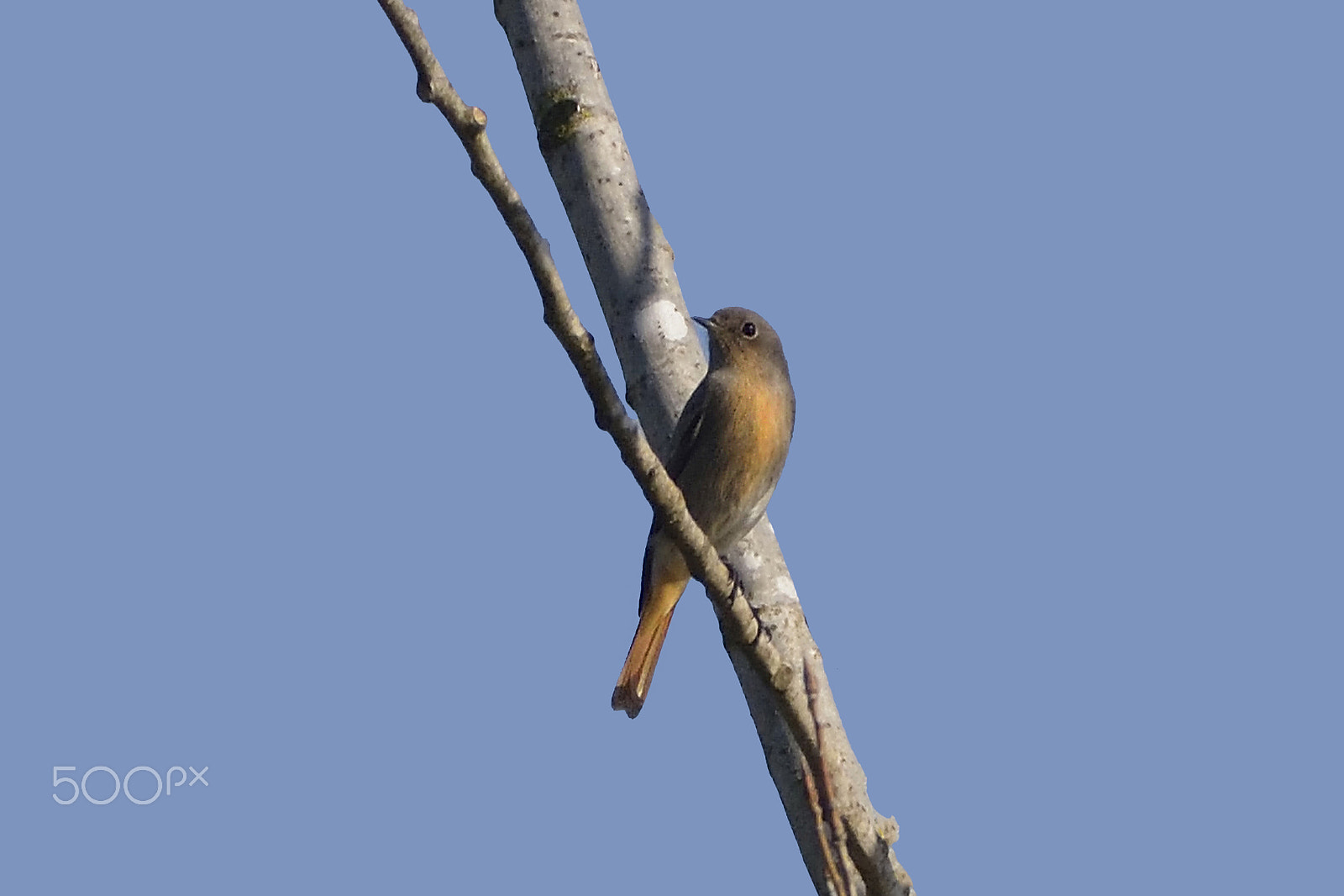 Nikon D810 sample photo. Black redstart/codirosso spazzacamino photography