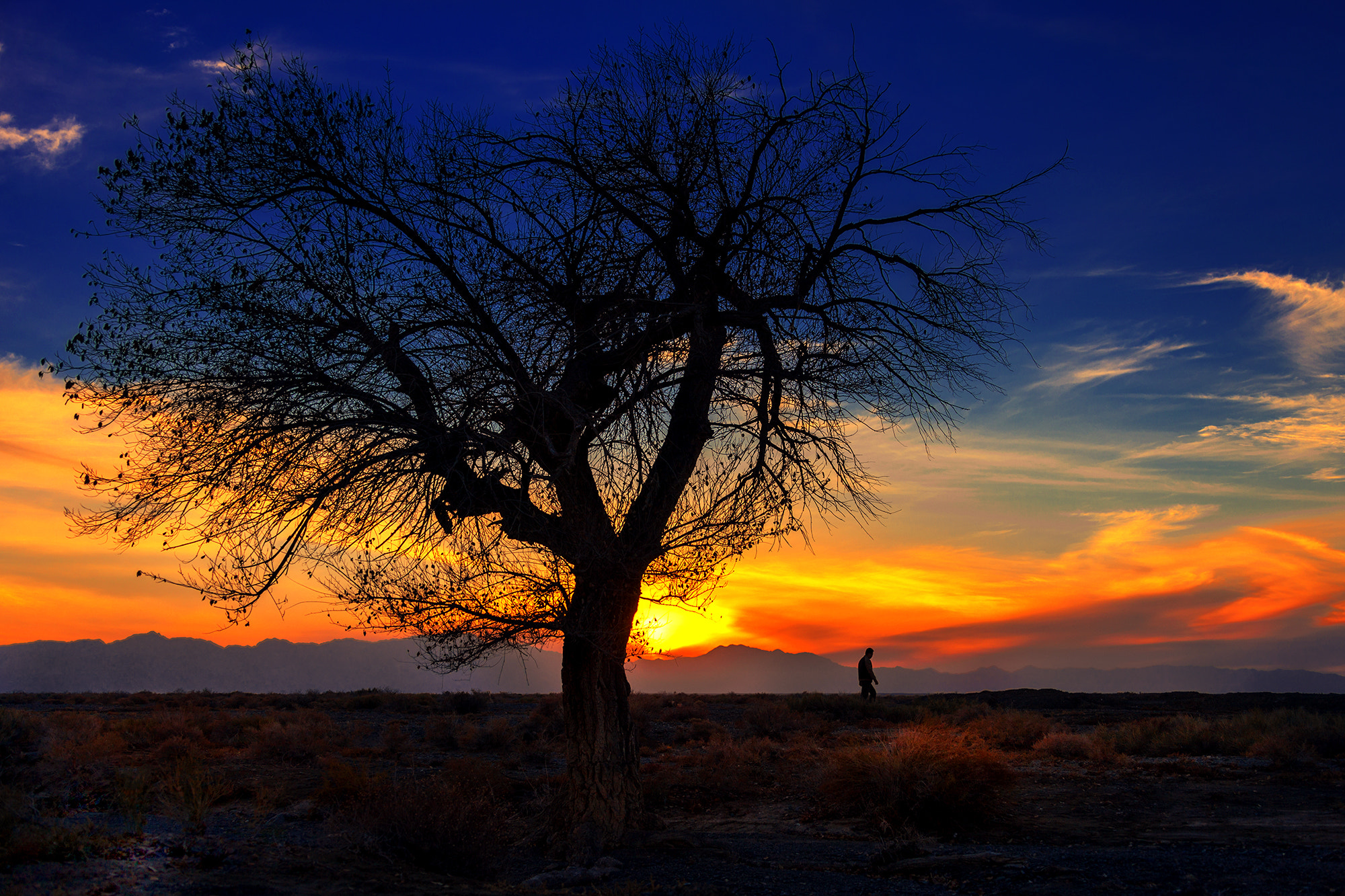 Canon EOS-1Ds Mark III sample photo. Old tree photography