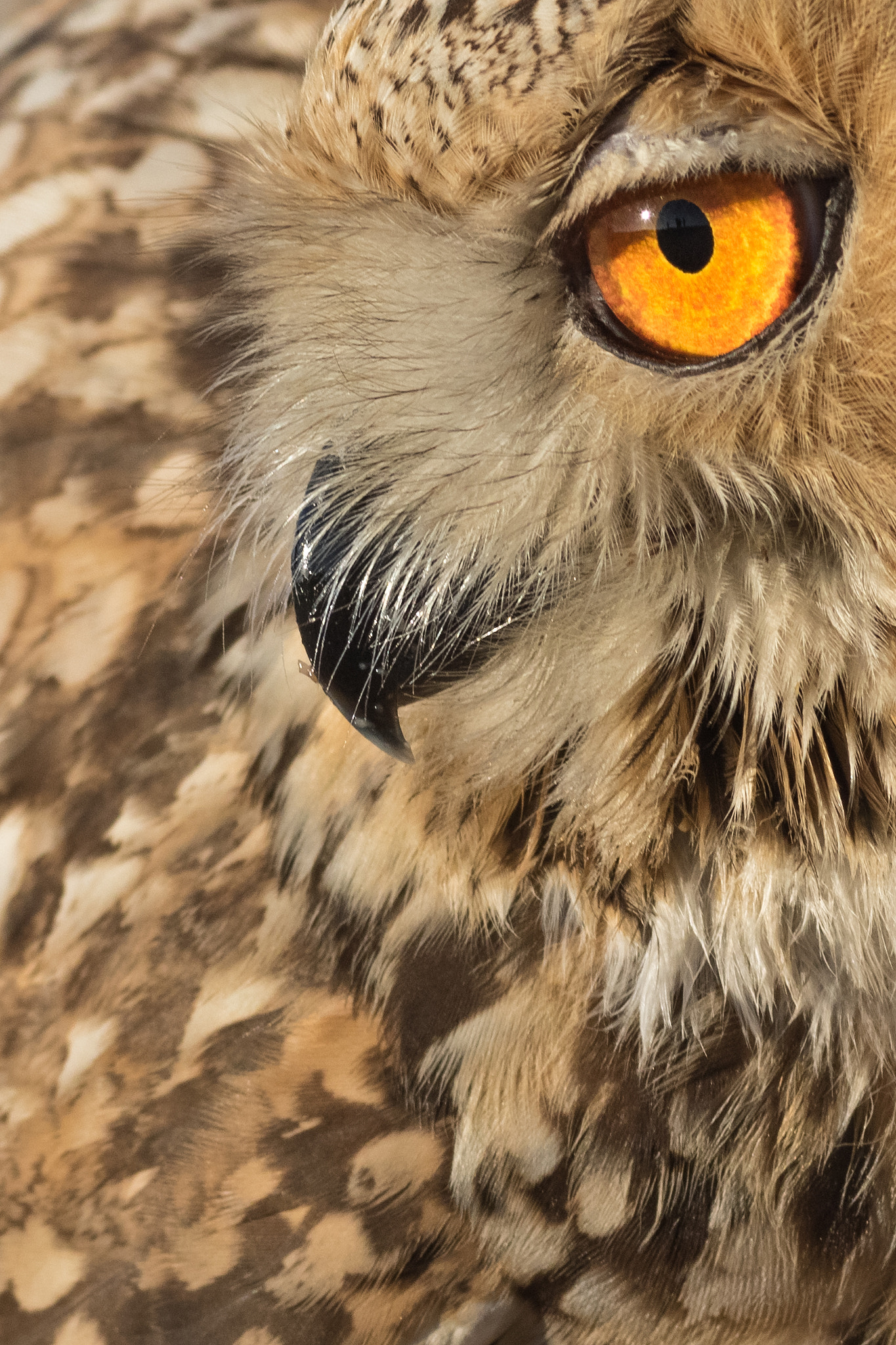 Canon EF 400mm F5.6L USM sample photo. Eurasian eagle owl photography