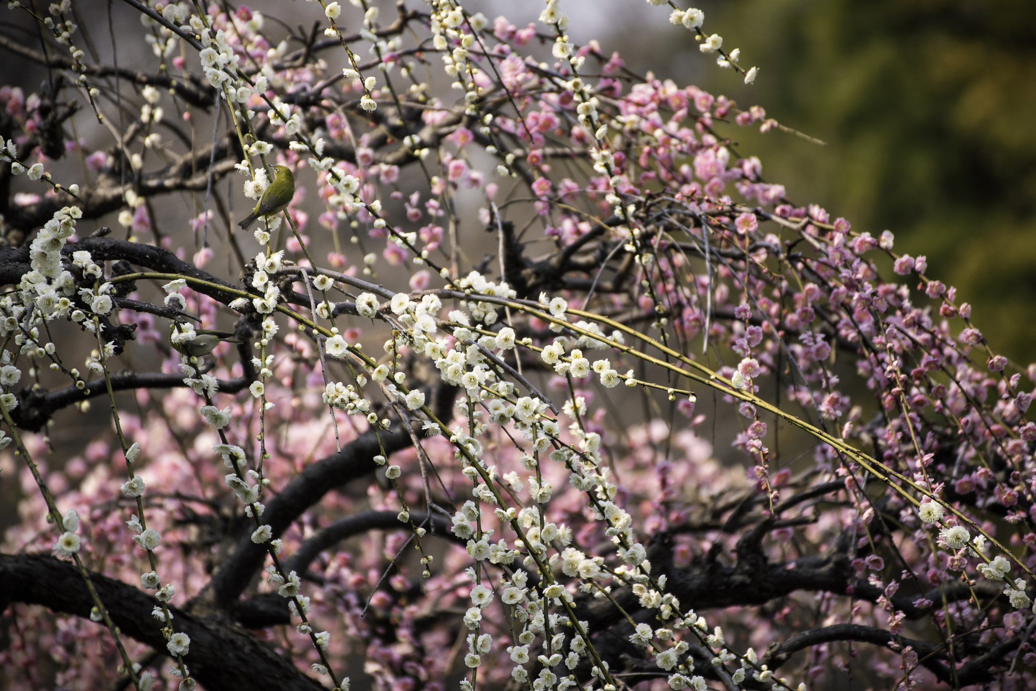 Nikon D750 + Tamron SP 70-300mm F4-5.6 Di VC USD sample photo. Warm day photography