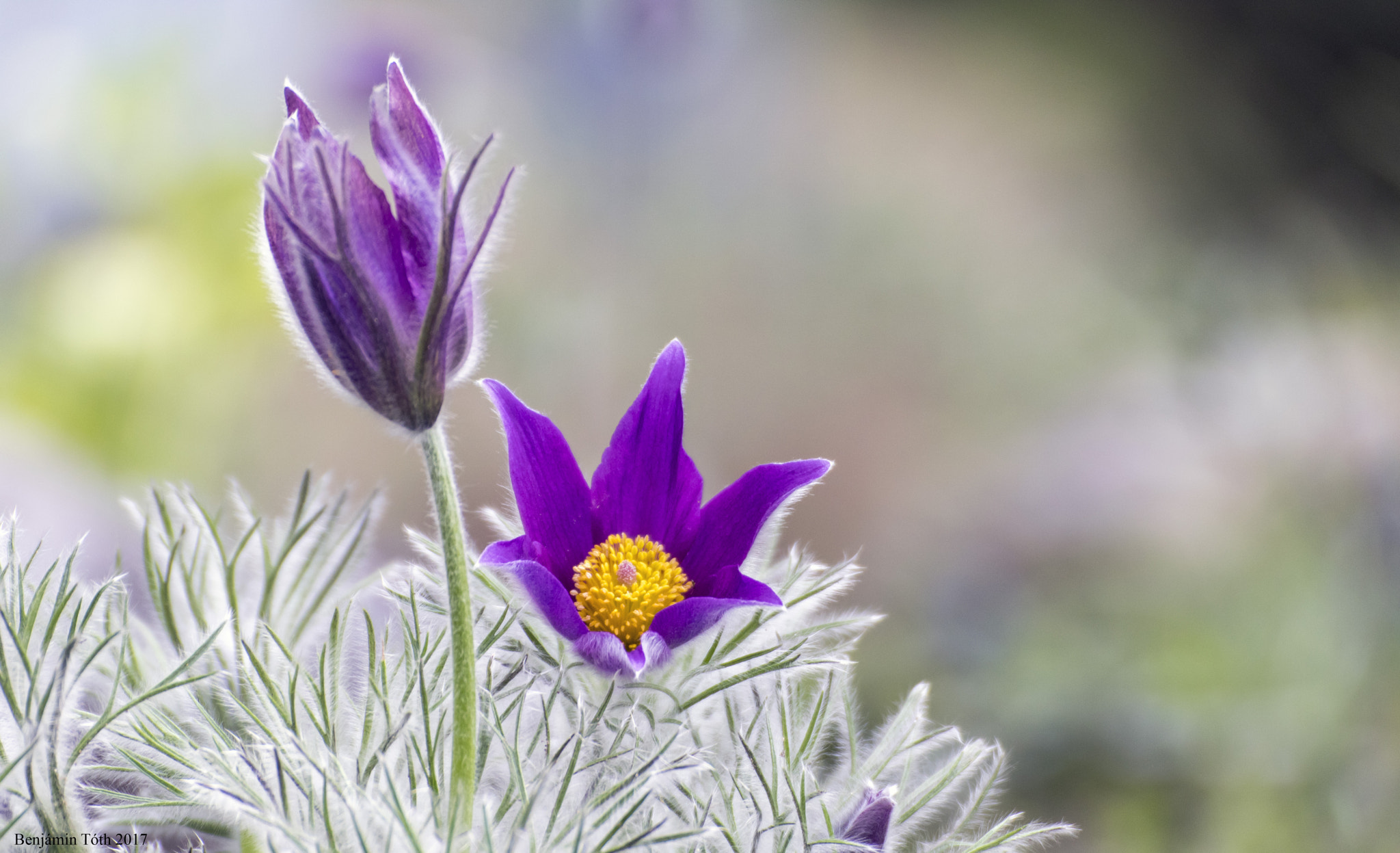 Canon EOS 750D (EOS Rebel T6i / EOS Kiss X8i) sample photo. Pasqueflower - (pulsatilla regeliana) photography