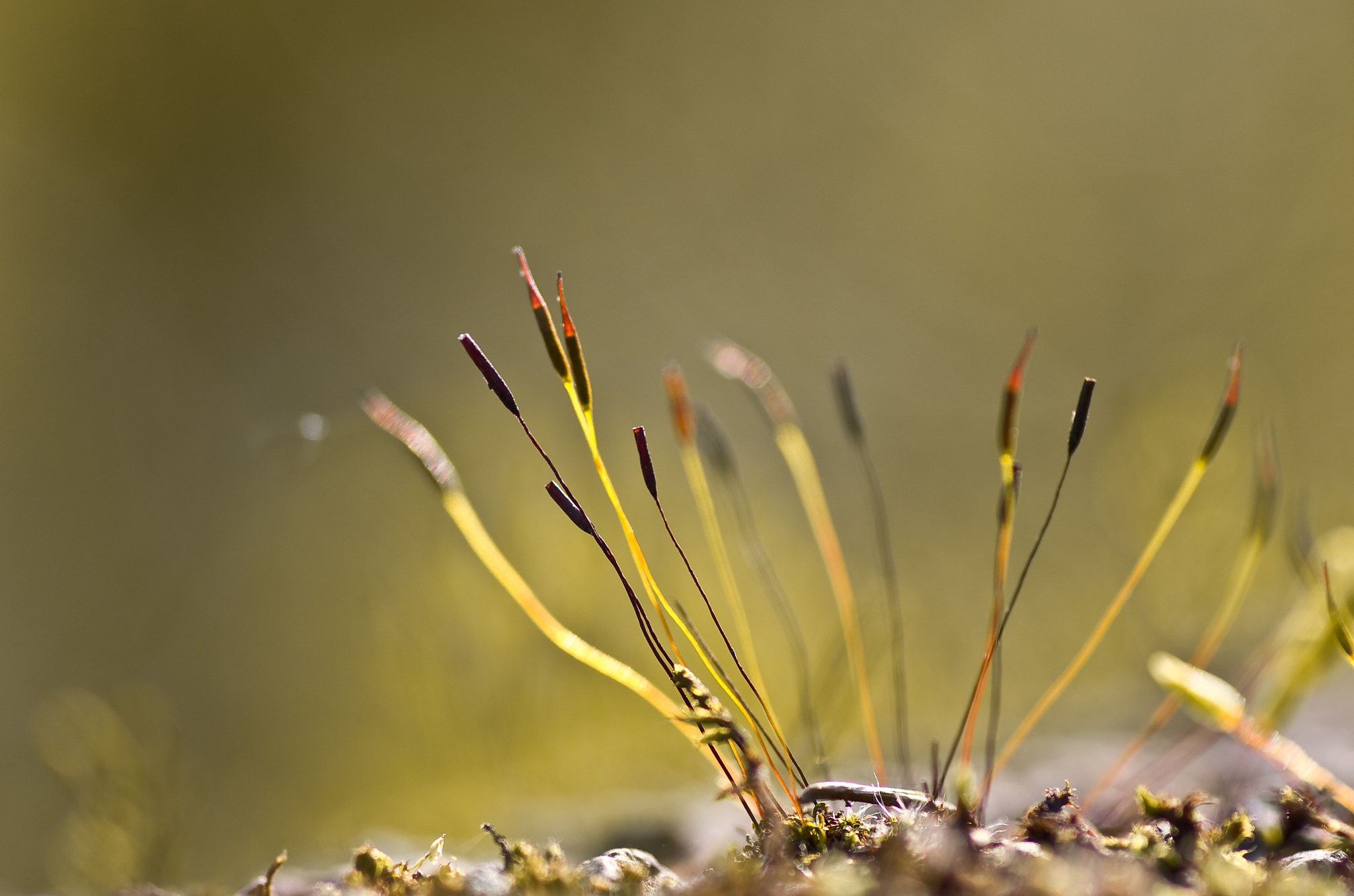 Pentax smc D-FA 100mm F2.8 Macro WR sample photo. Sporophyte mousse

 photography