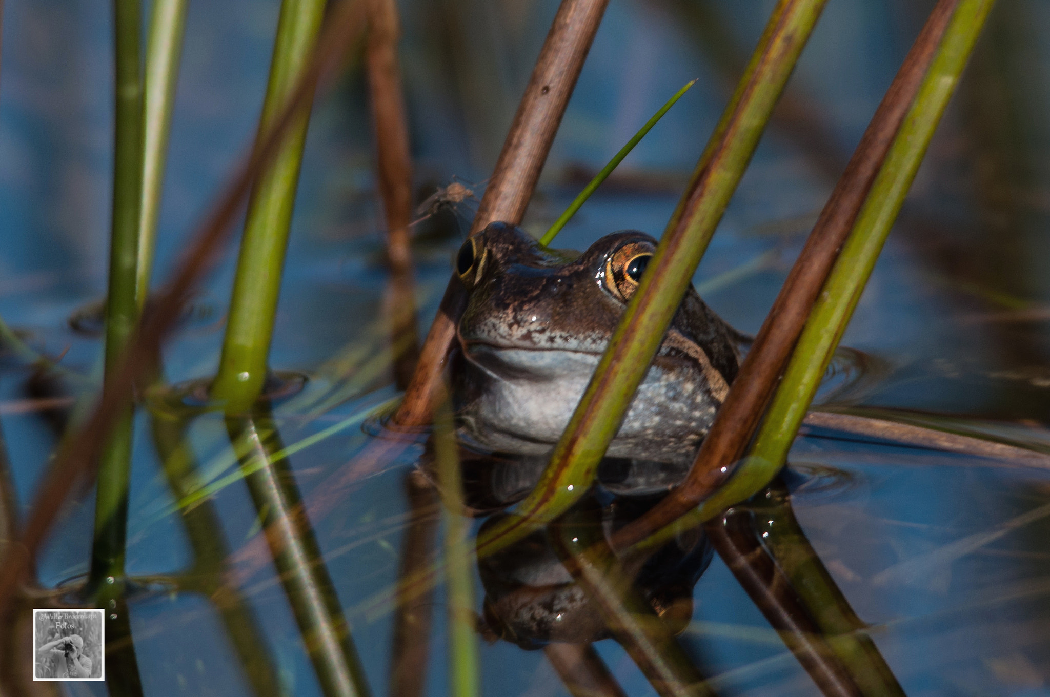 Nikon D5000 + Sigma 150-500mm F5-6.3 DG OS HSM sample photo. Frösche/frogs photography