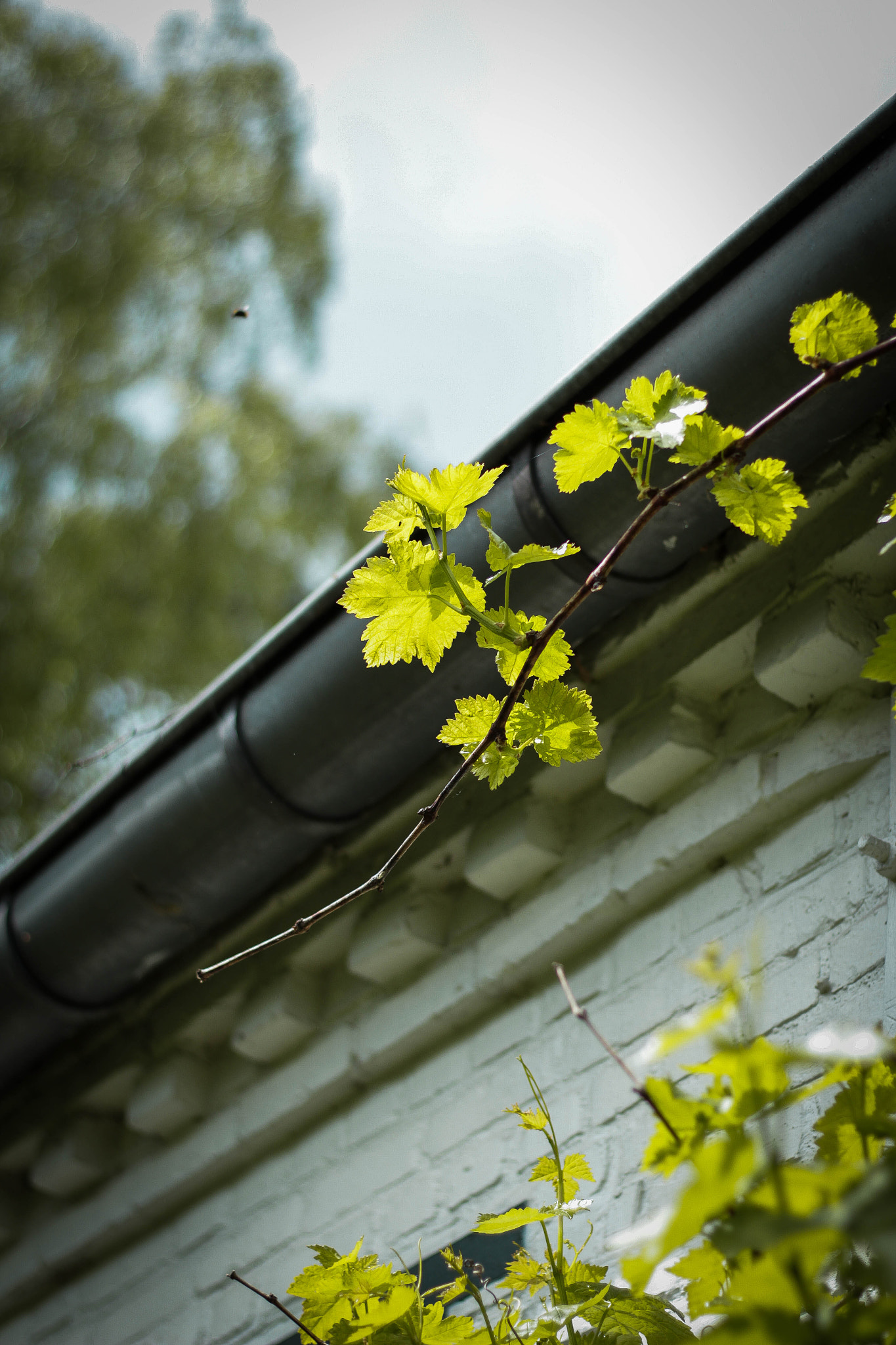 Canon EOS 700D (EOS Rebel T5i / EOS Kiss X7i) + Canon EF 50mm F1.8 II sample photo. Vine leaves photography