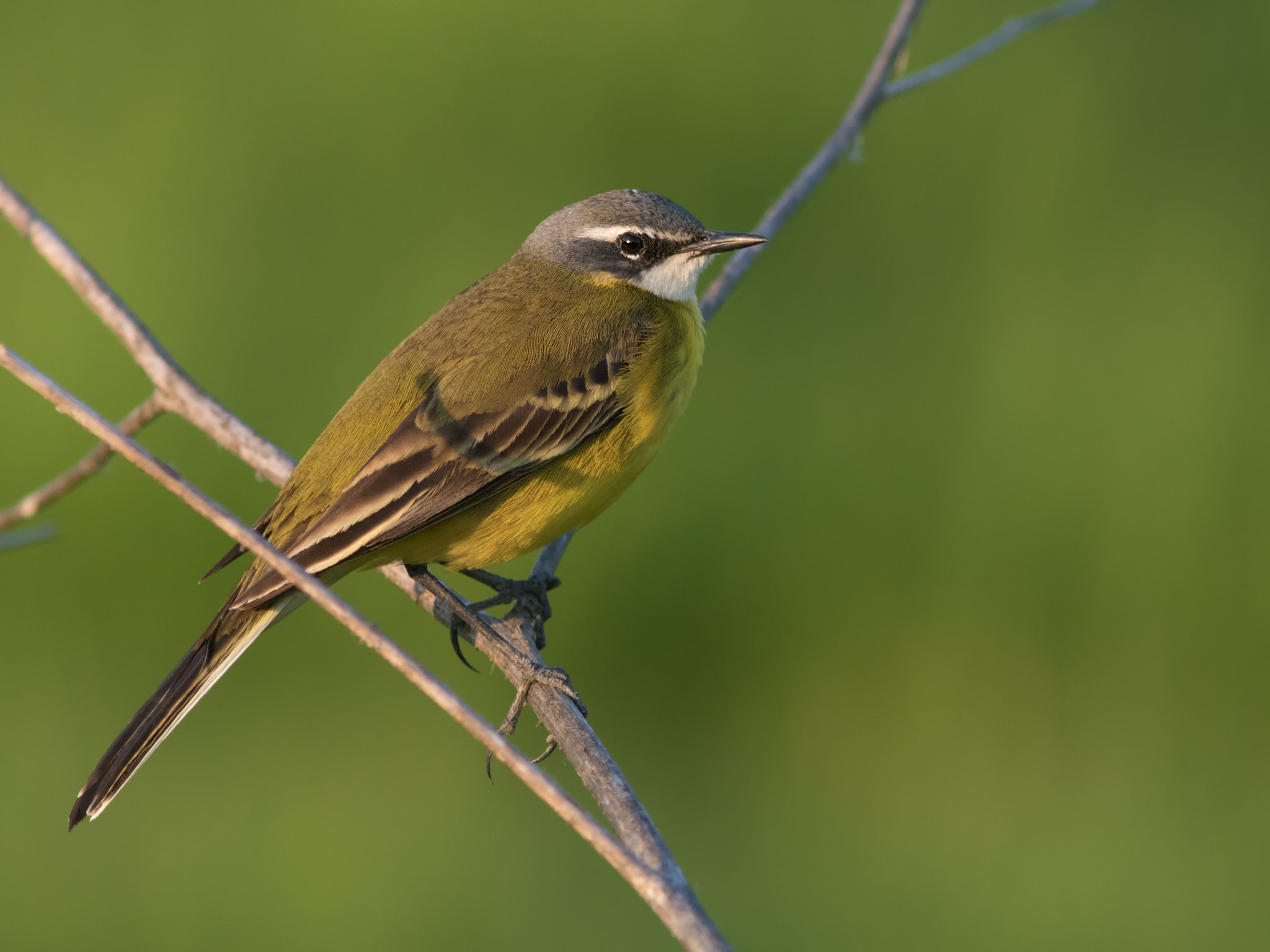 Canon EF 300mm F4L IS USM sample photo. Lavandera boyera photography