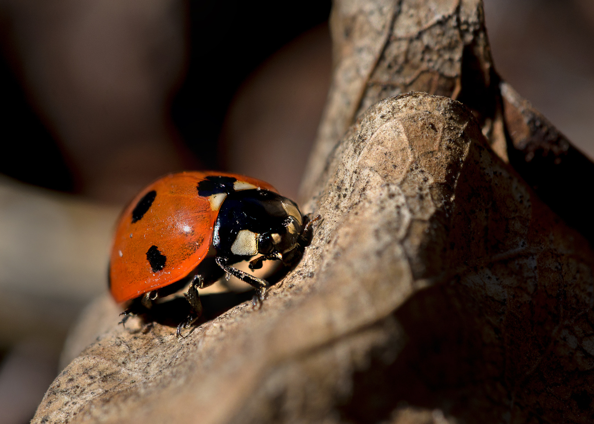 Nikon AF-S DX Micro-Nikkor 85mm F3.5G ED VR sample photo. Ladybug photography