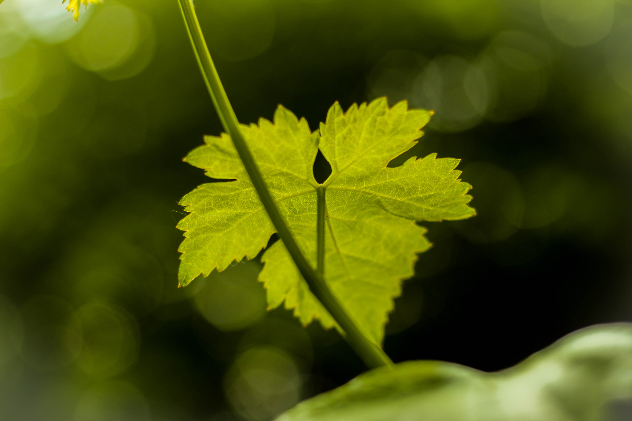 Canon EOS 700D (EOS Rebel T5i / EOS Kiss X7i) + Canon EF 50mm F1.8 II sample photo. Vine leaf photography
