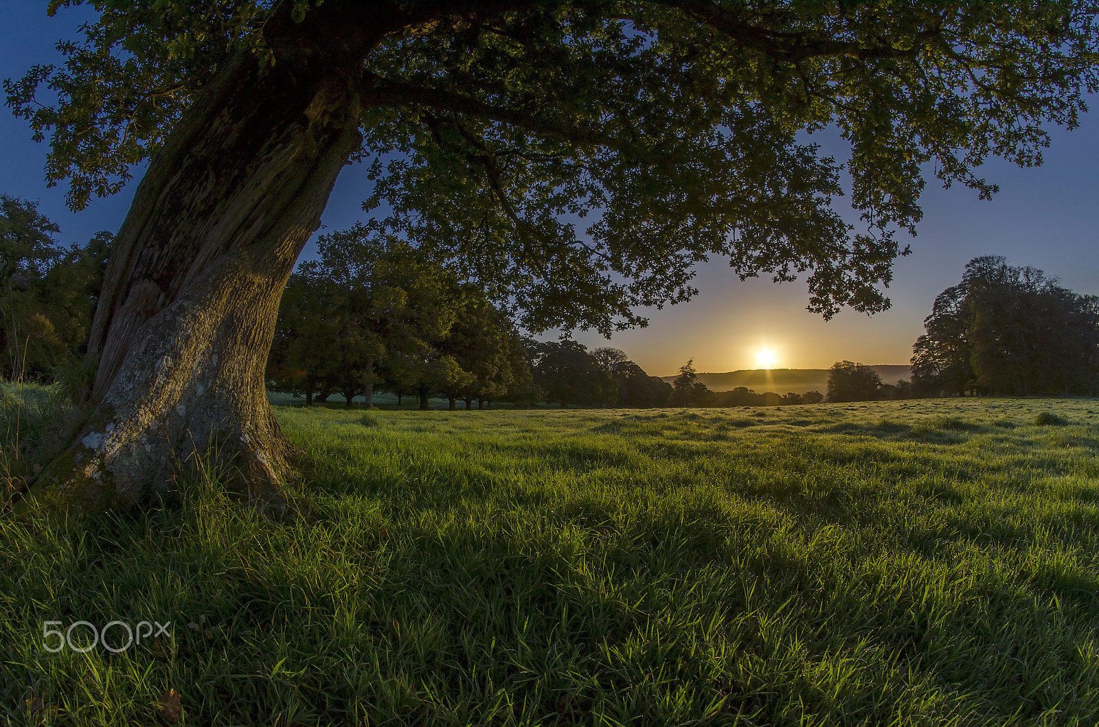 Nikon D5100 + Samyang 8mm F3.5 Aspherical IF MC Fisheye sample photo. Sunrise at lanhydrock national trust, cornwall, uk photography
