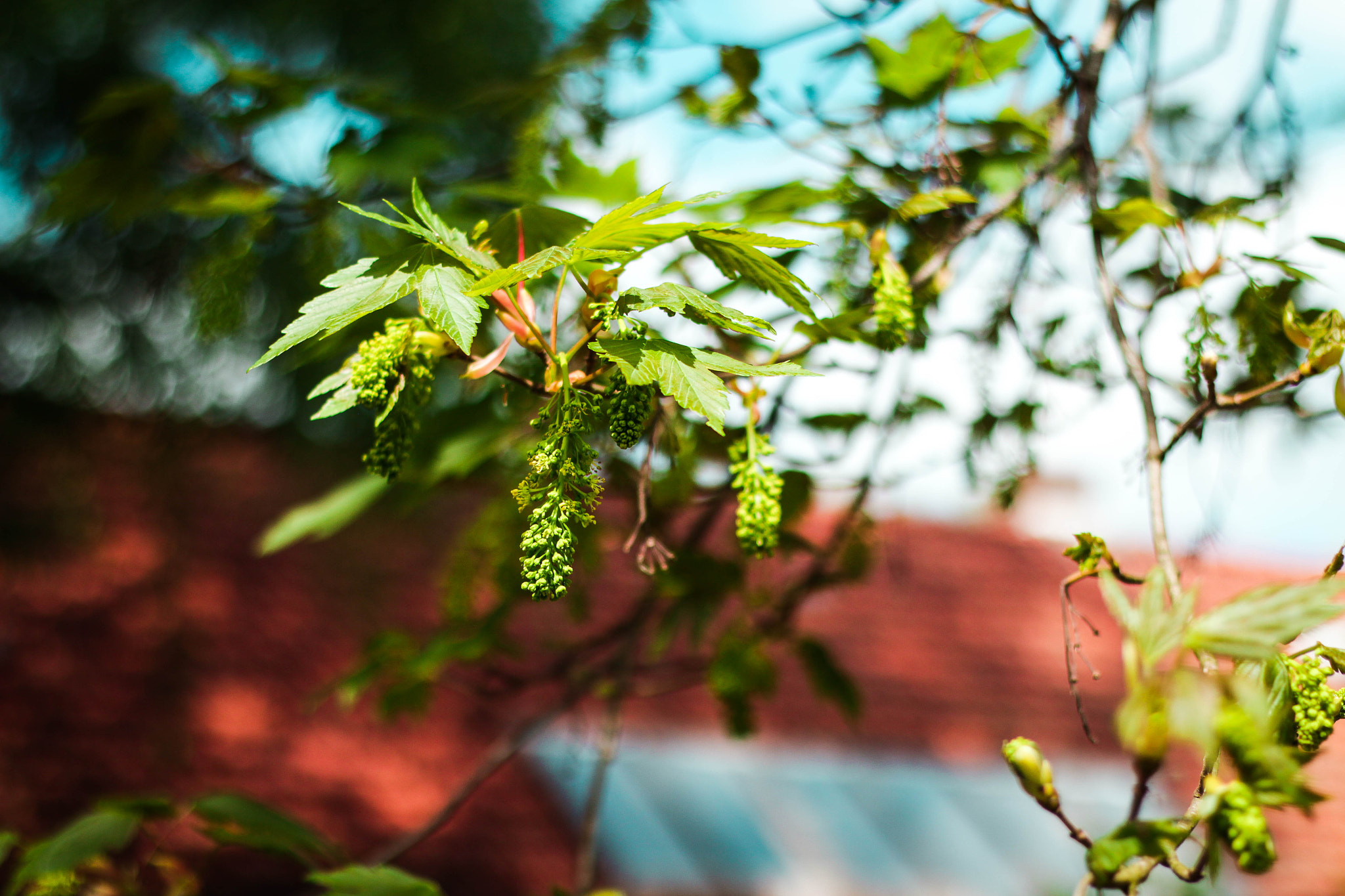 Canon EF 50mm F1.8 II sample photo. Maple blossoms photography